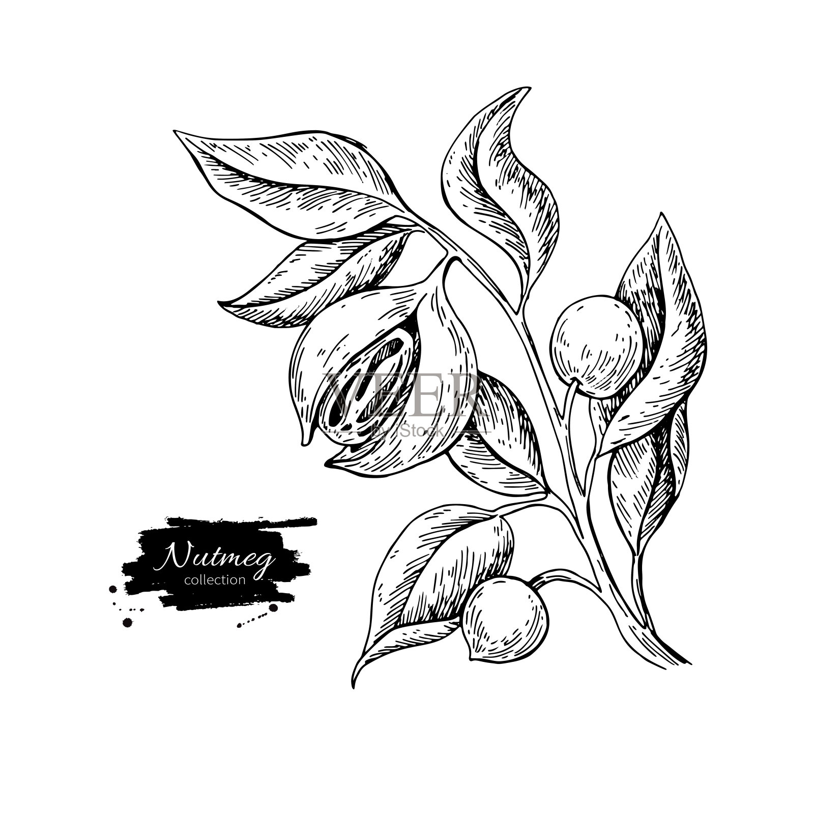 肉豆蔻植物树枝矢量图。植物插图。酿造插画图片素材