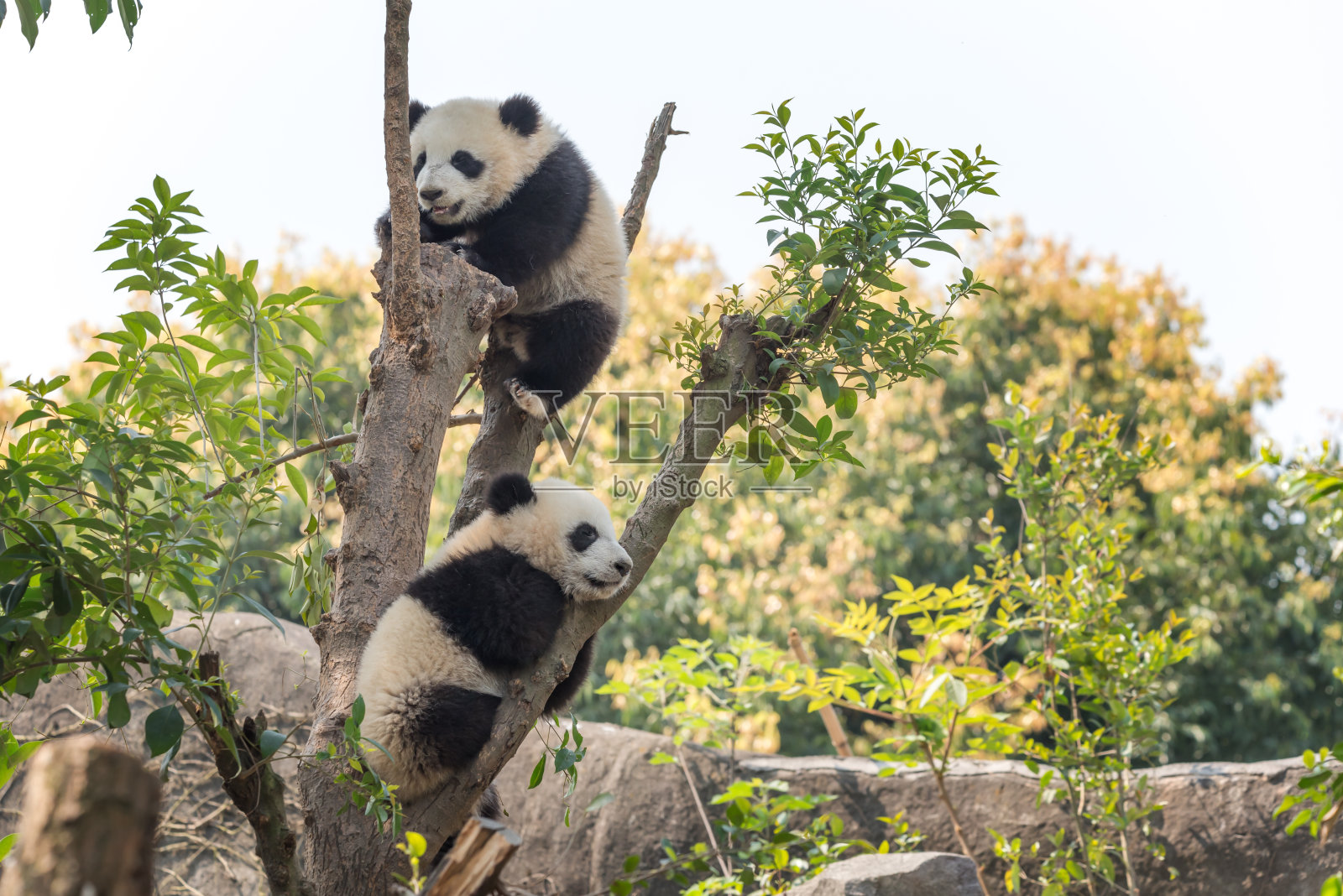树上的两只熊猫幼崽照片摄影图片