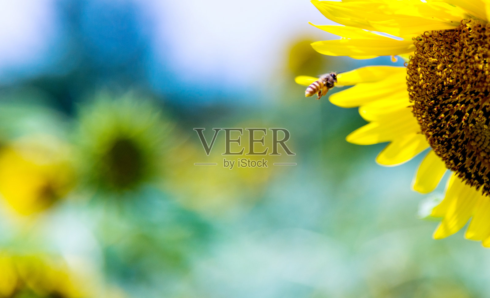 一只蜜蜂正在向日葵上工作照片摄影图片