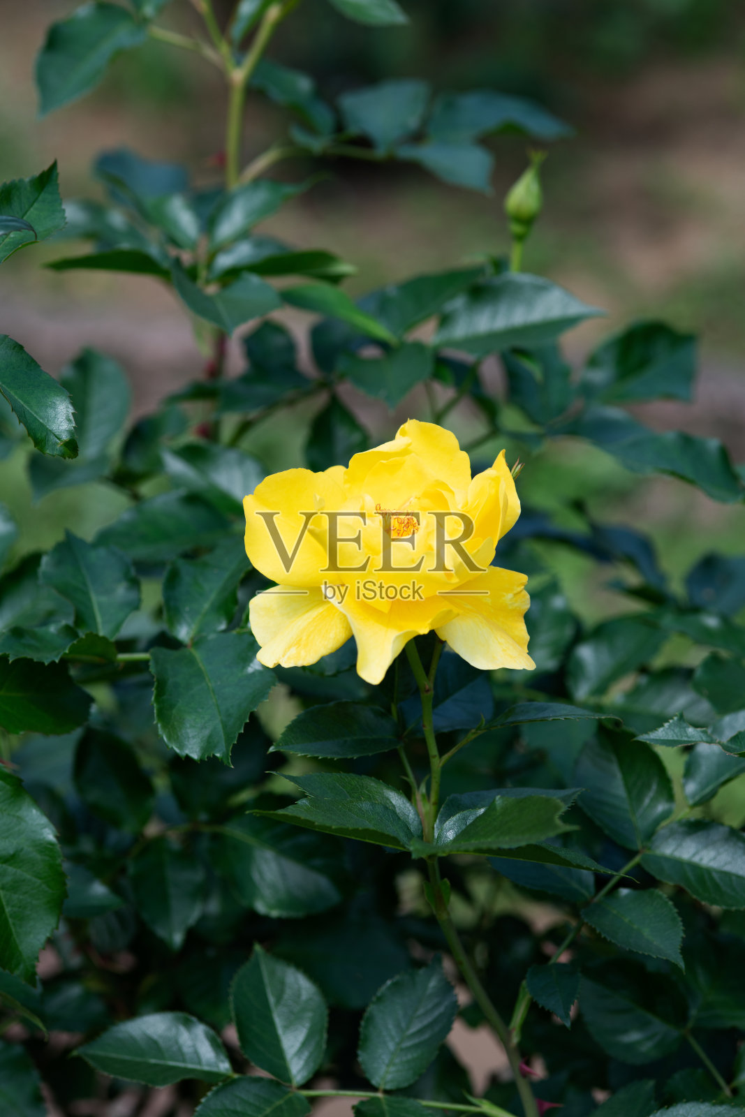 黄玫瑰“黄色朴实”照片摄影图片