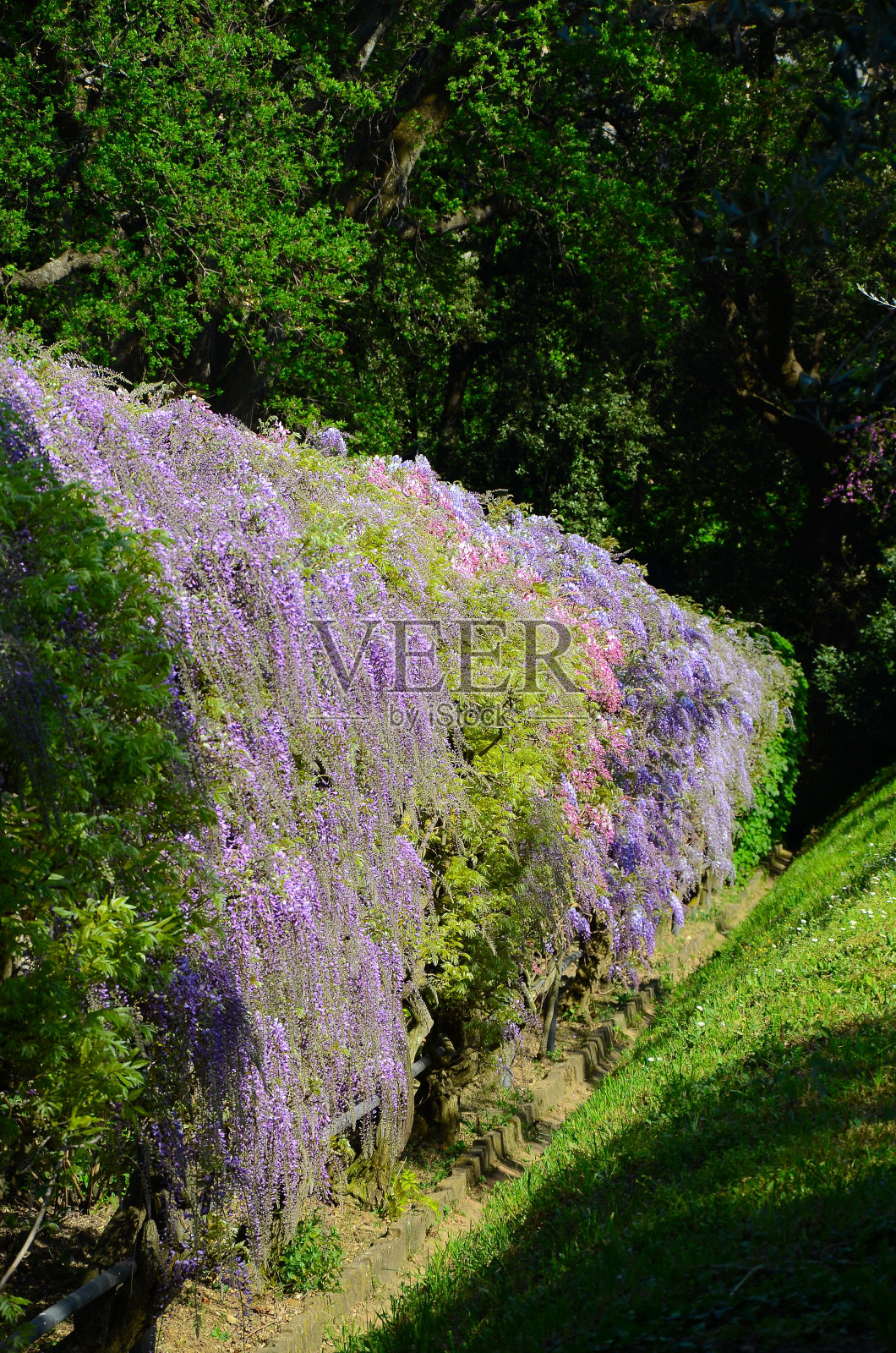 美丽盛开的紫藤。著名的紫藤隧道在佛罗伦萨的Bardini花园(Giardini Bardini)。意大利托斯卡纳。照片摄影图片