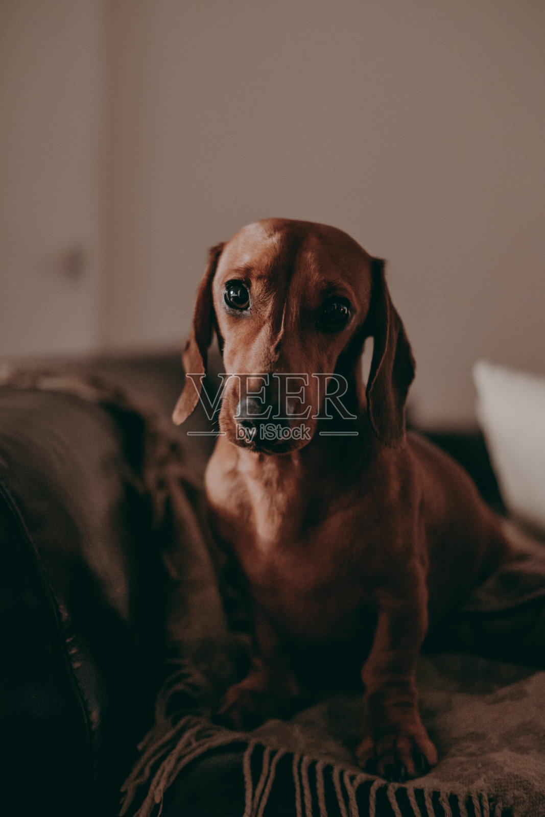 一只一岁的光滑棕色腊肠狗站在公寓里的沙发上，看着镜头。照片摄影图片