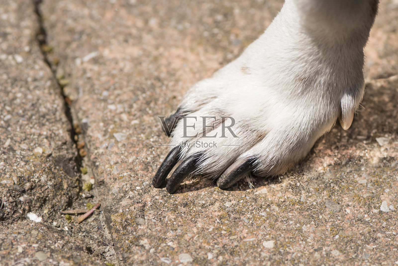 狗爪-杰克罗素梗狗照片摄影图片