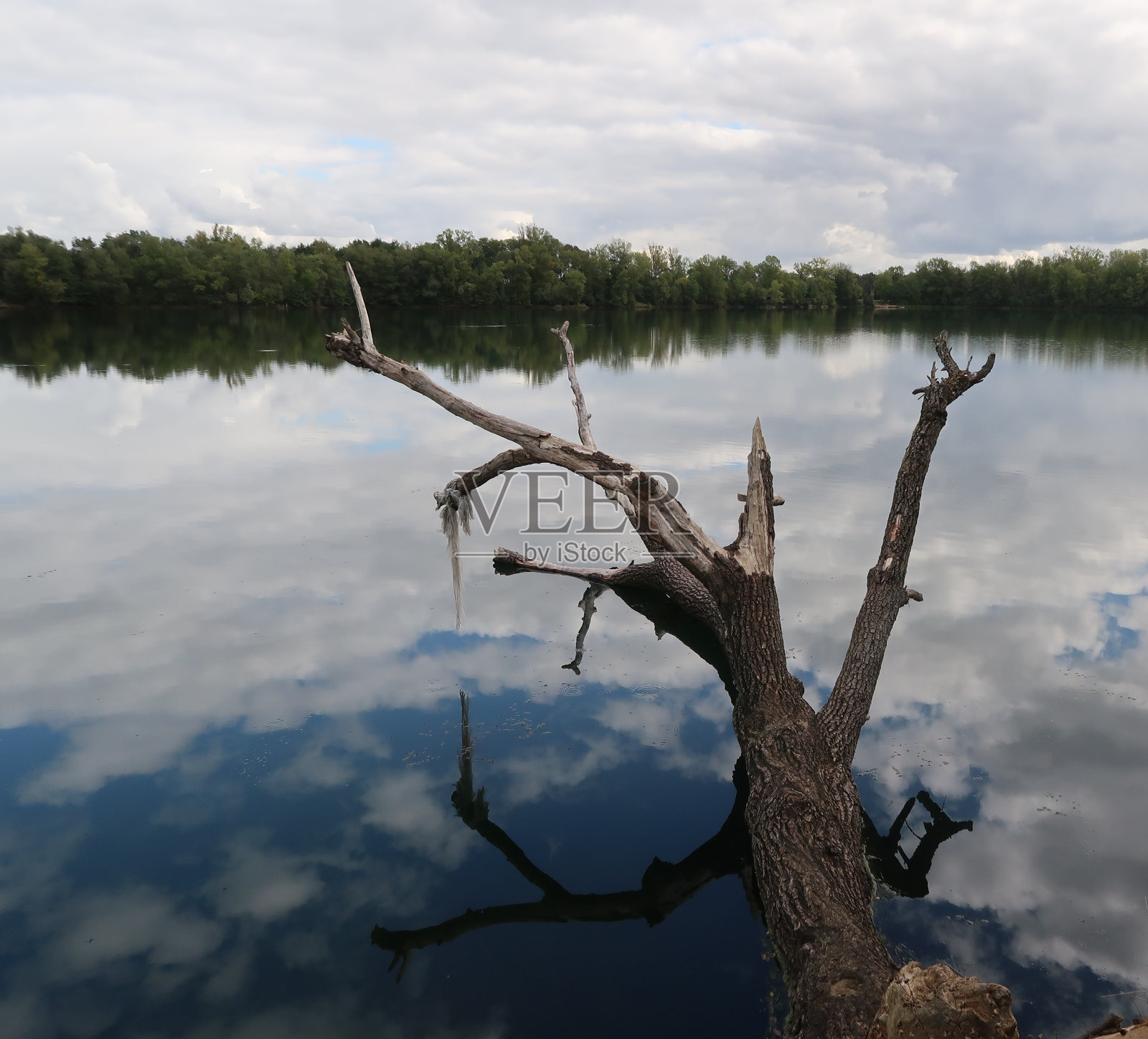 倒下的树和湖Varennes-lès-Mâcon照片摄影图片