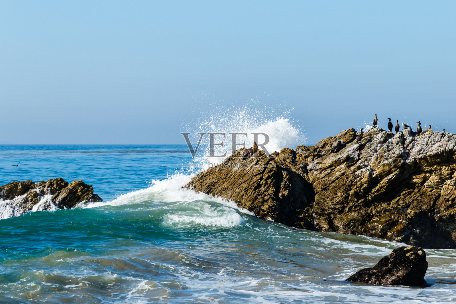 海浪冲击着海洋中的大岩石;海豹和海鸟坐在上面。背景是太平洋。照片摄影图片