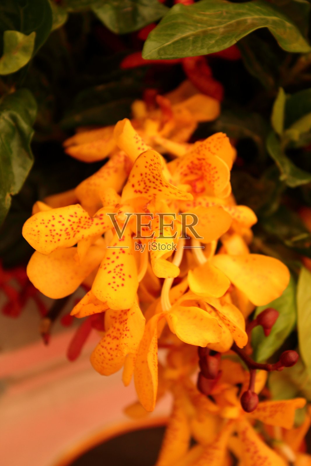红色和黄色的虎兰花照片摄影图片