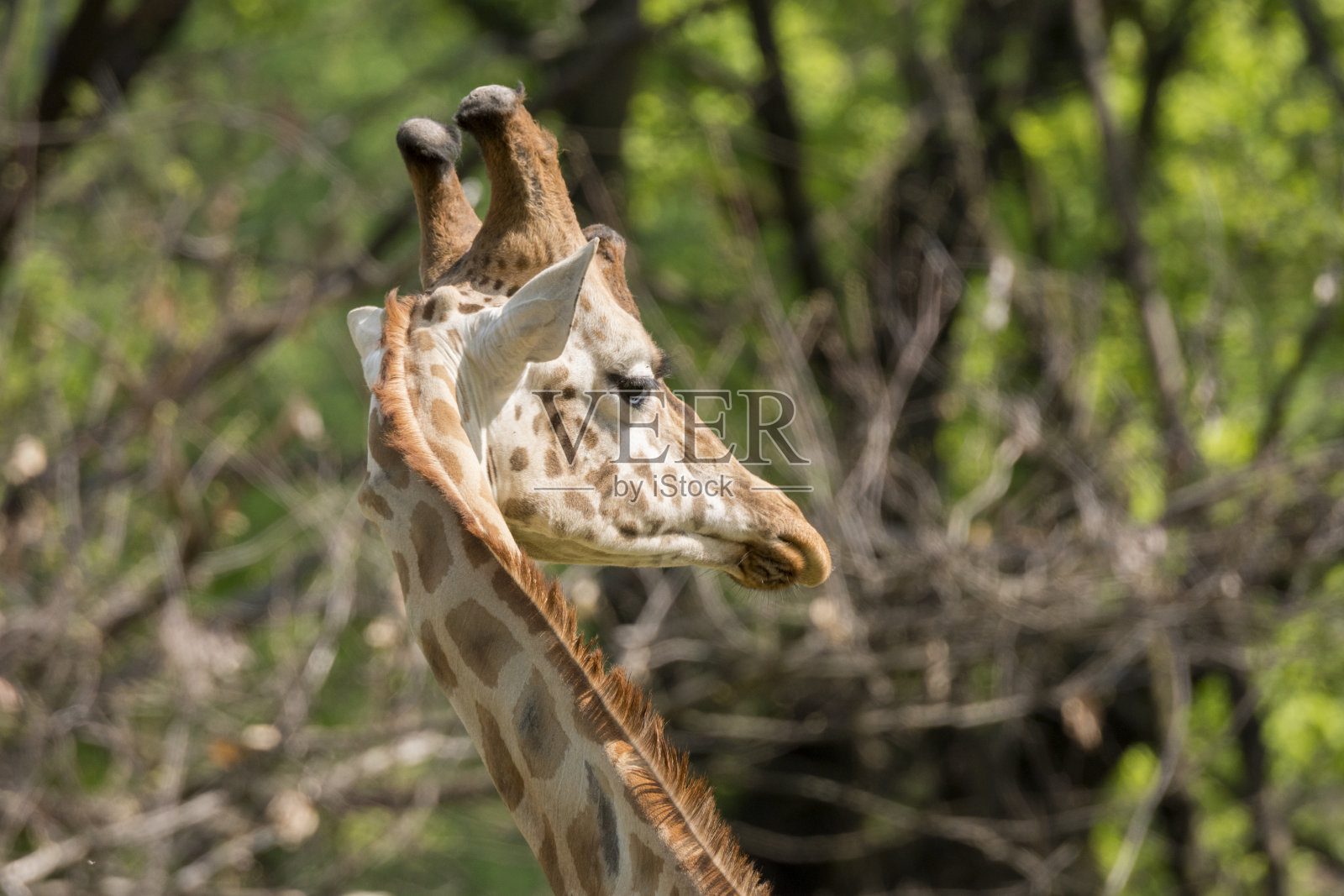 长颈鹿的特写照片摄影图片
