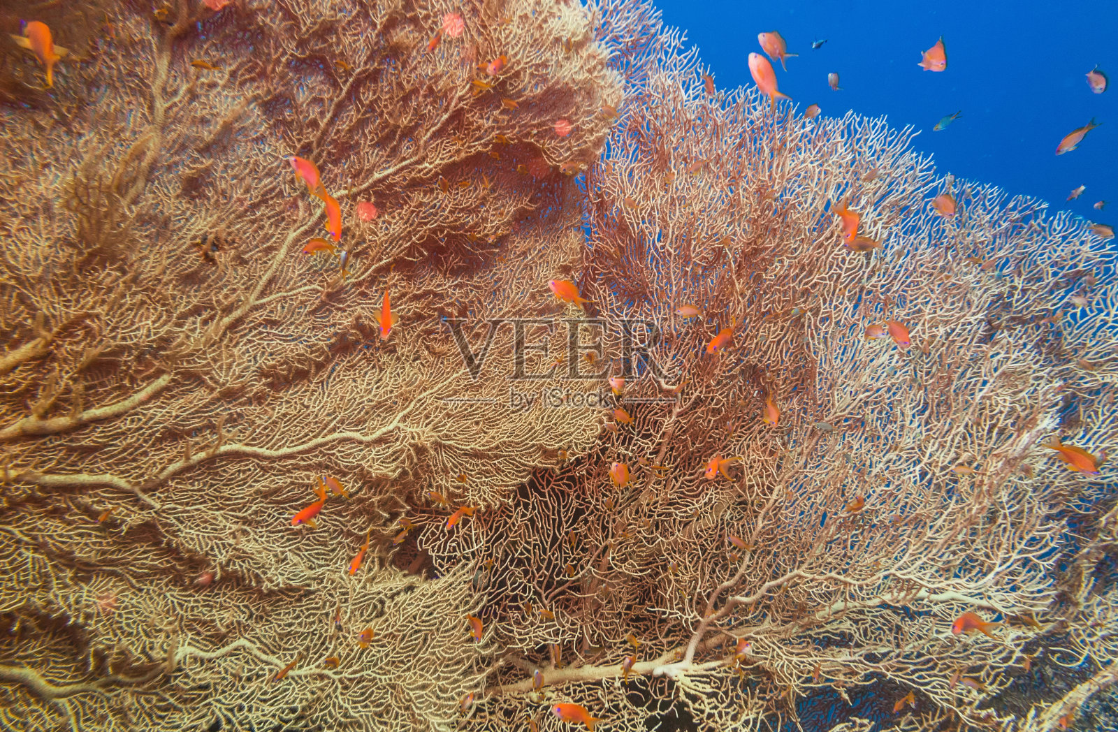 红海的柳珊瑚照片摄影图片