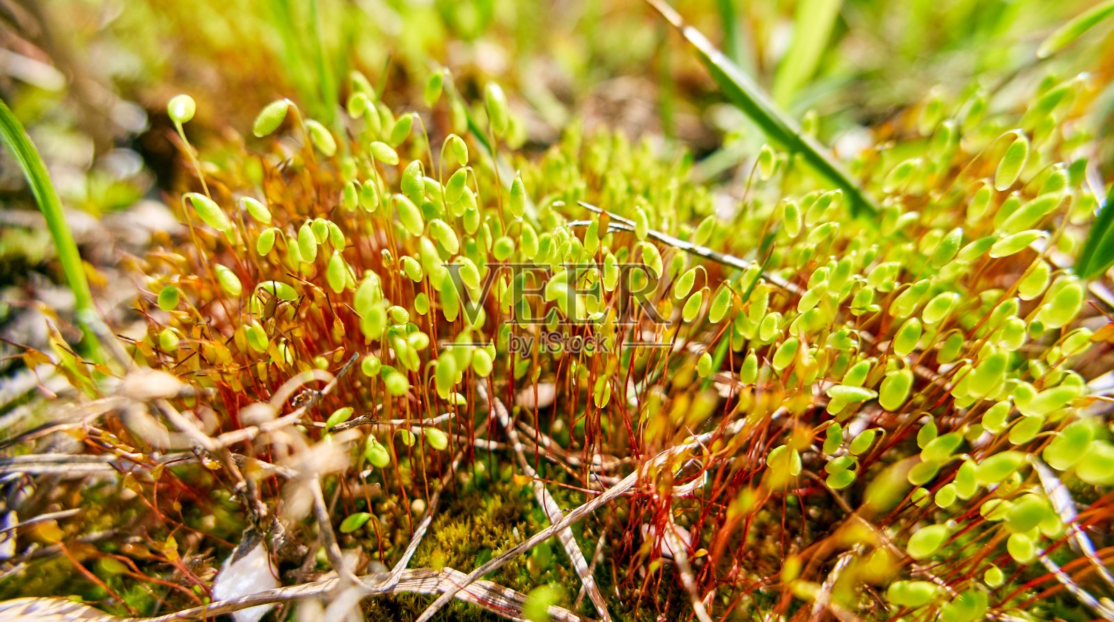 近距离观看绿色的阳光苔藓照片摄影图片