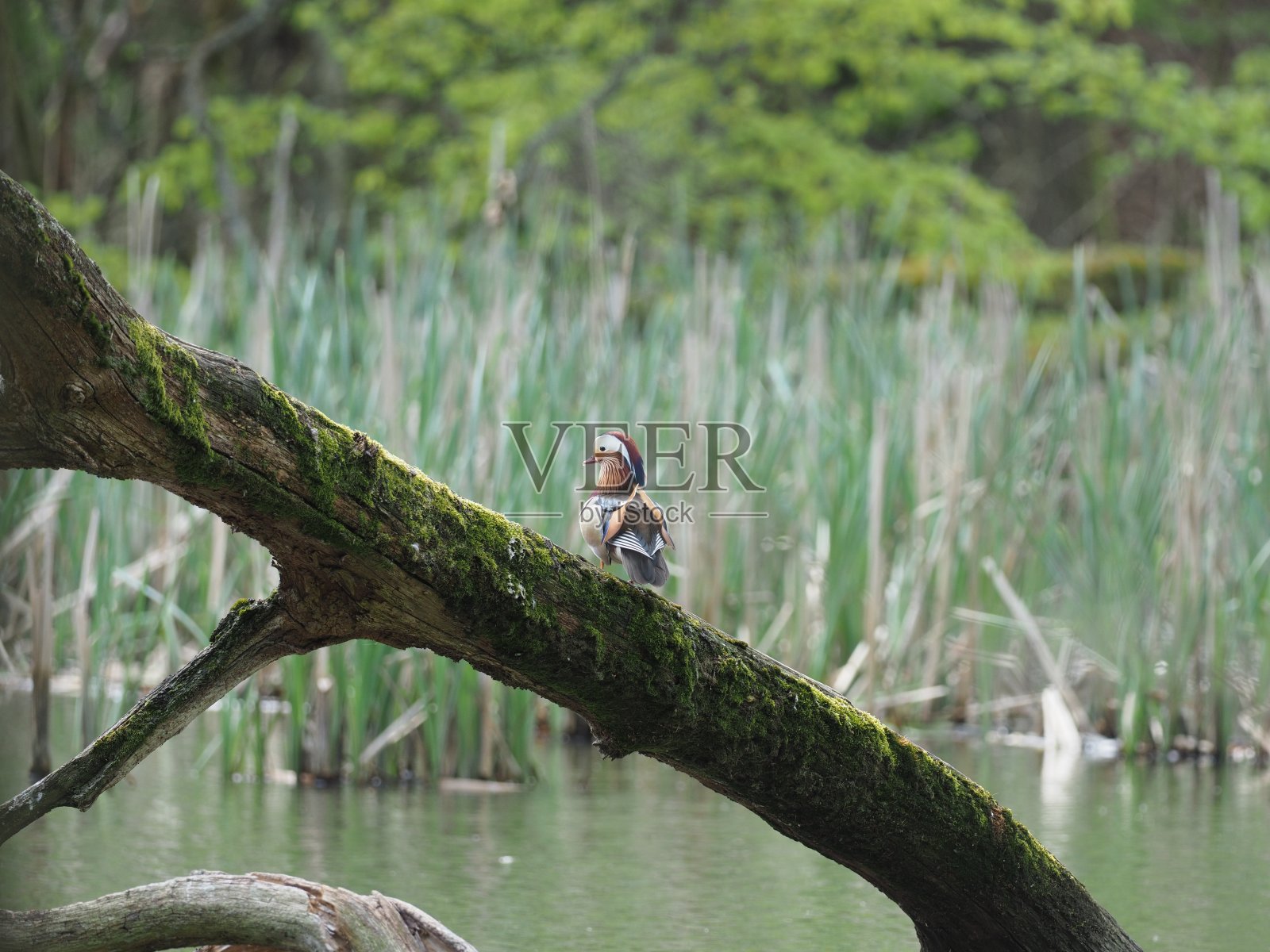 森林池塘上的鸳鸯照片摄影图片