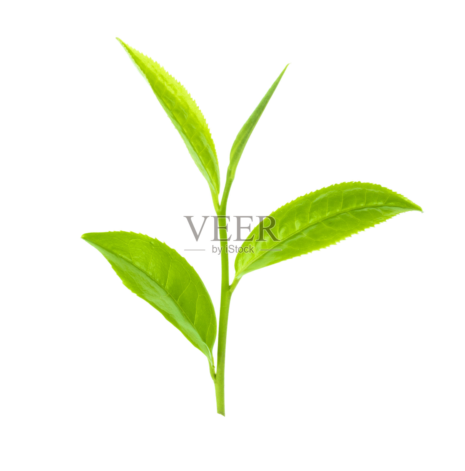 绿色的茶叶。照片摄影图片