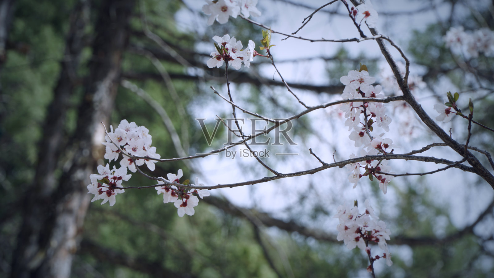 梅花在梅树的树枝上照片摄影图片