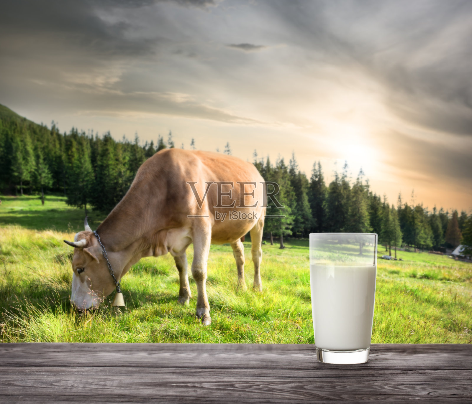 在牧场上米黄色奶牛的背景下，一杯牛奶照片摄影图片