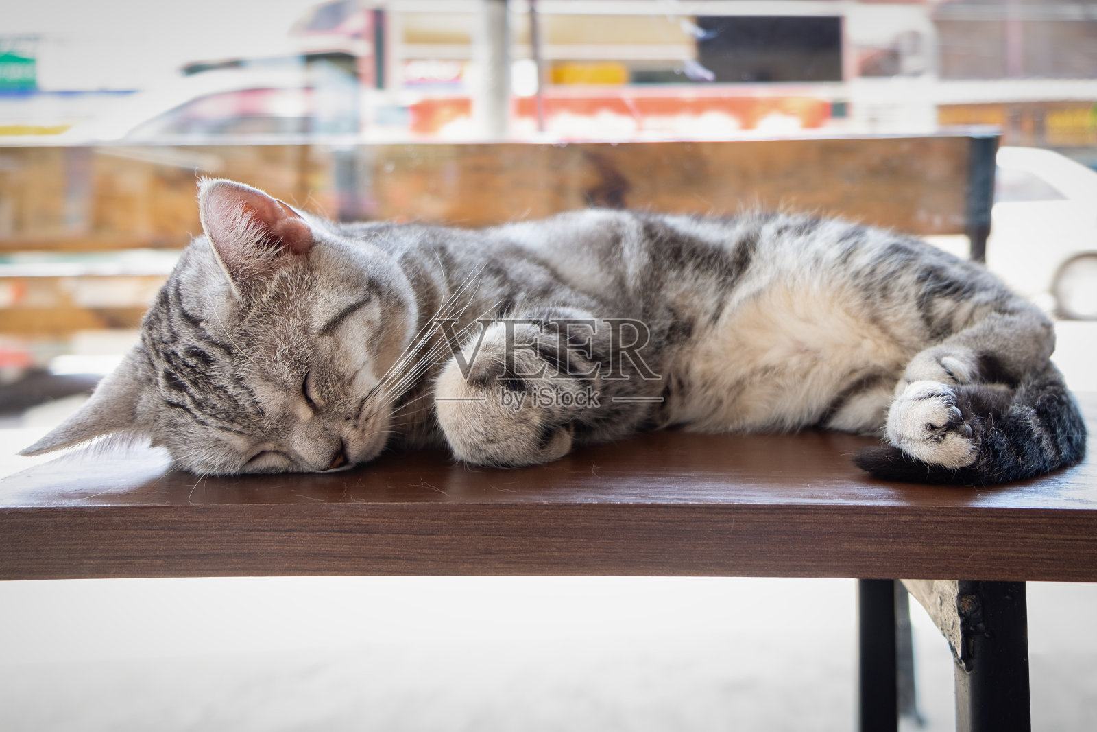 美国短毛猫在猫咖啡馆的木楼梯上睡觉照片摄影图片
