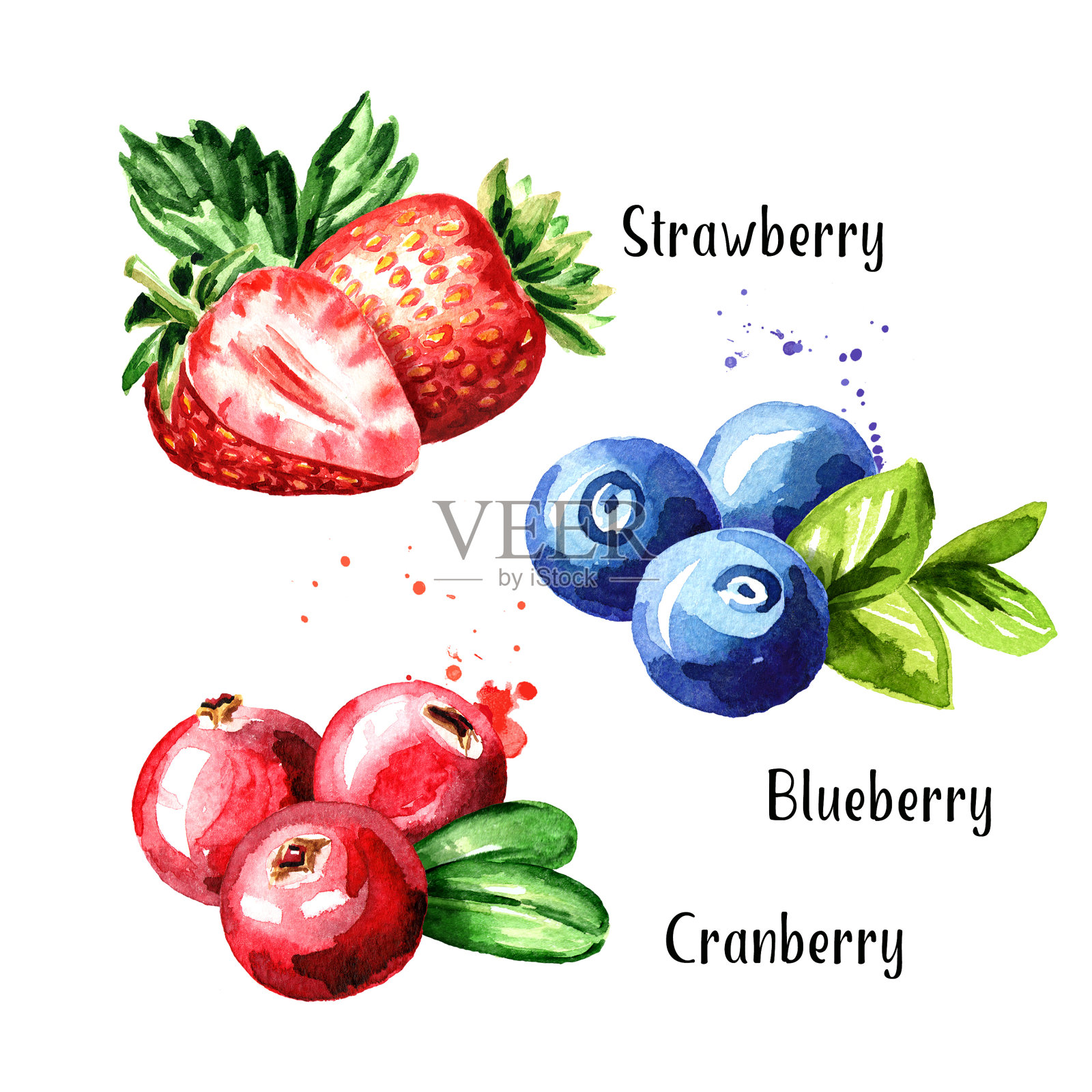 浆果。新鲜的蓝莓、蔓越莓和草莓配叶。手绘水彩插图孤立的白色背景插画图片素材