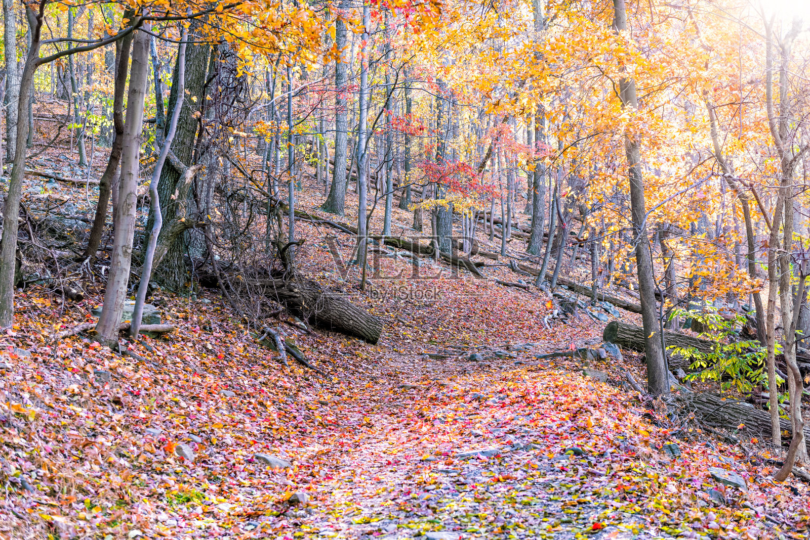 空的徒步穿越多彩的红色，橙色树叶秋天秋天的森林与许多树叶的路径在哈珀的渡轮，西弗吉尼亚州，早晨阳光照片摄影图片