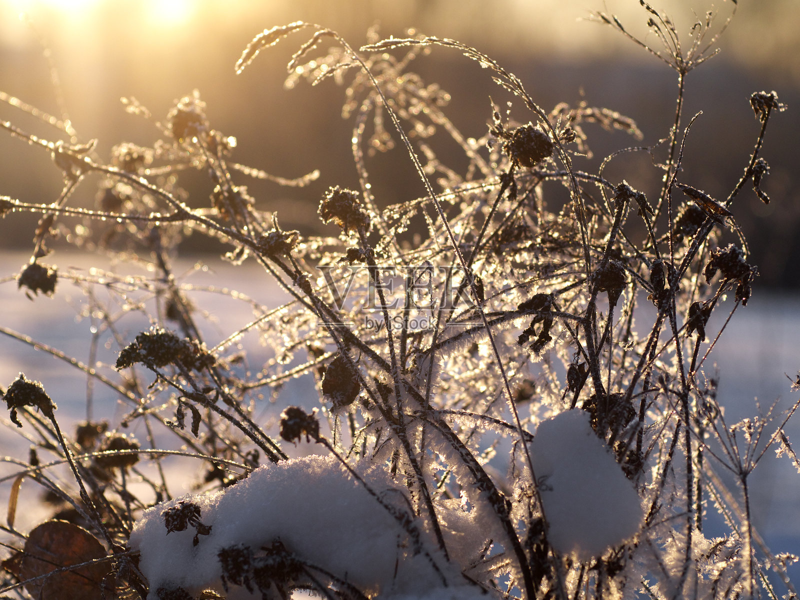在冉冉升起的太阳的背光下，覆盖着灰白色的干草茎照片摄影图片