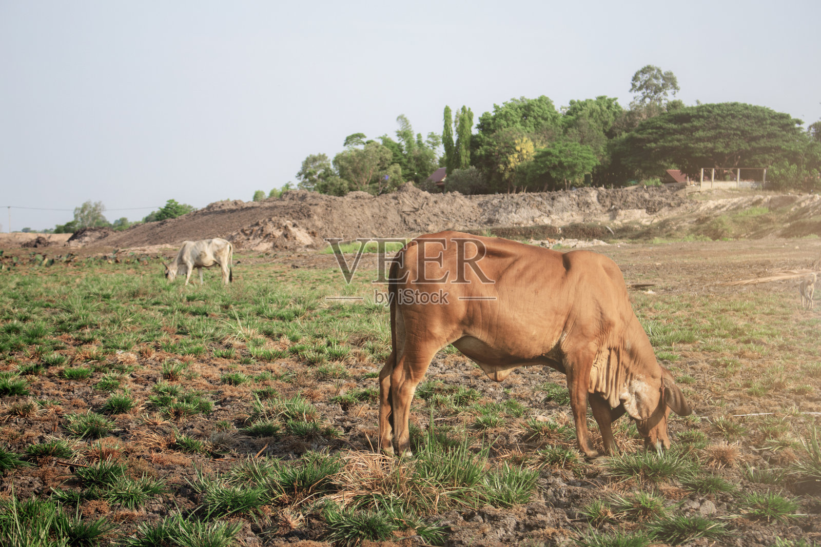 田野上的牛。照片摄影图片