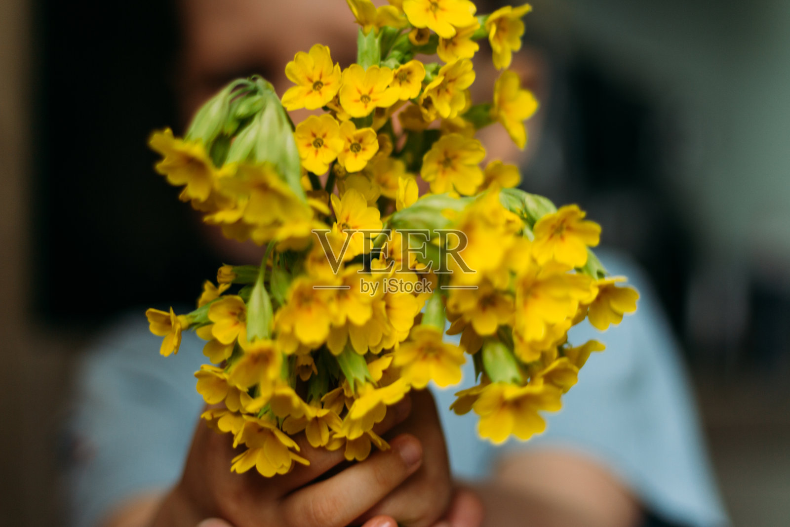 模糊。那个男孩拿着黄色的野地花。给他们-显示在相机里。给妈妈的礼物。送一束花。礼物——一束模糊的鲜花照片摄影图片