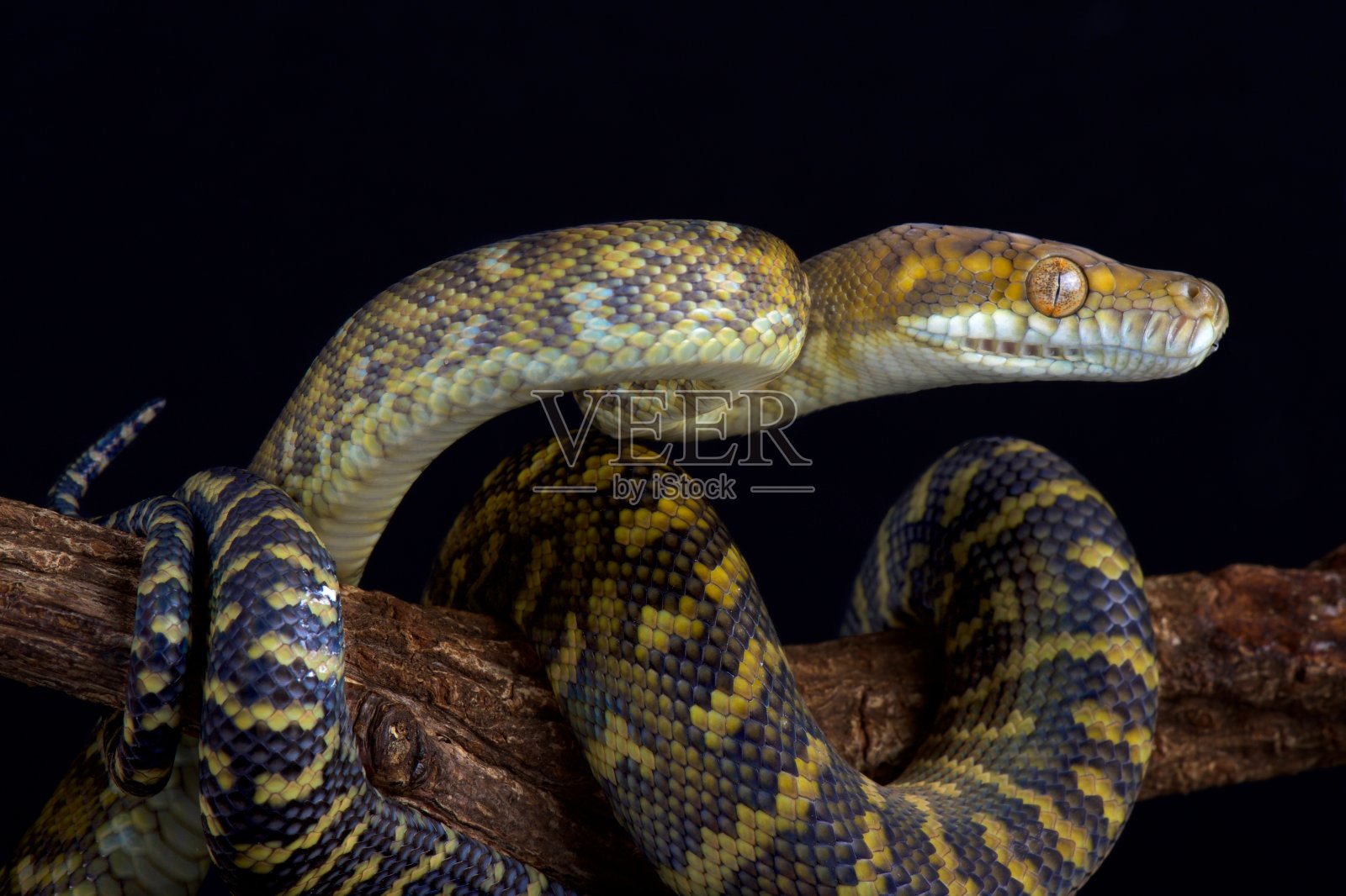 莫卢坎巨蛇（西马利亚克拉斯托莱皮斯）照片摄影图片