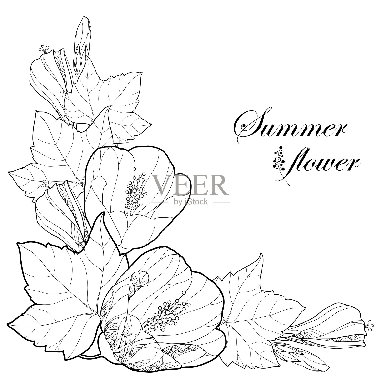 矢量角花束与轮廓黑色苘麻或印度锦葵花，芽和叶孤立在白色背景。插画图片素材