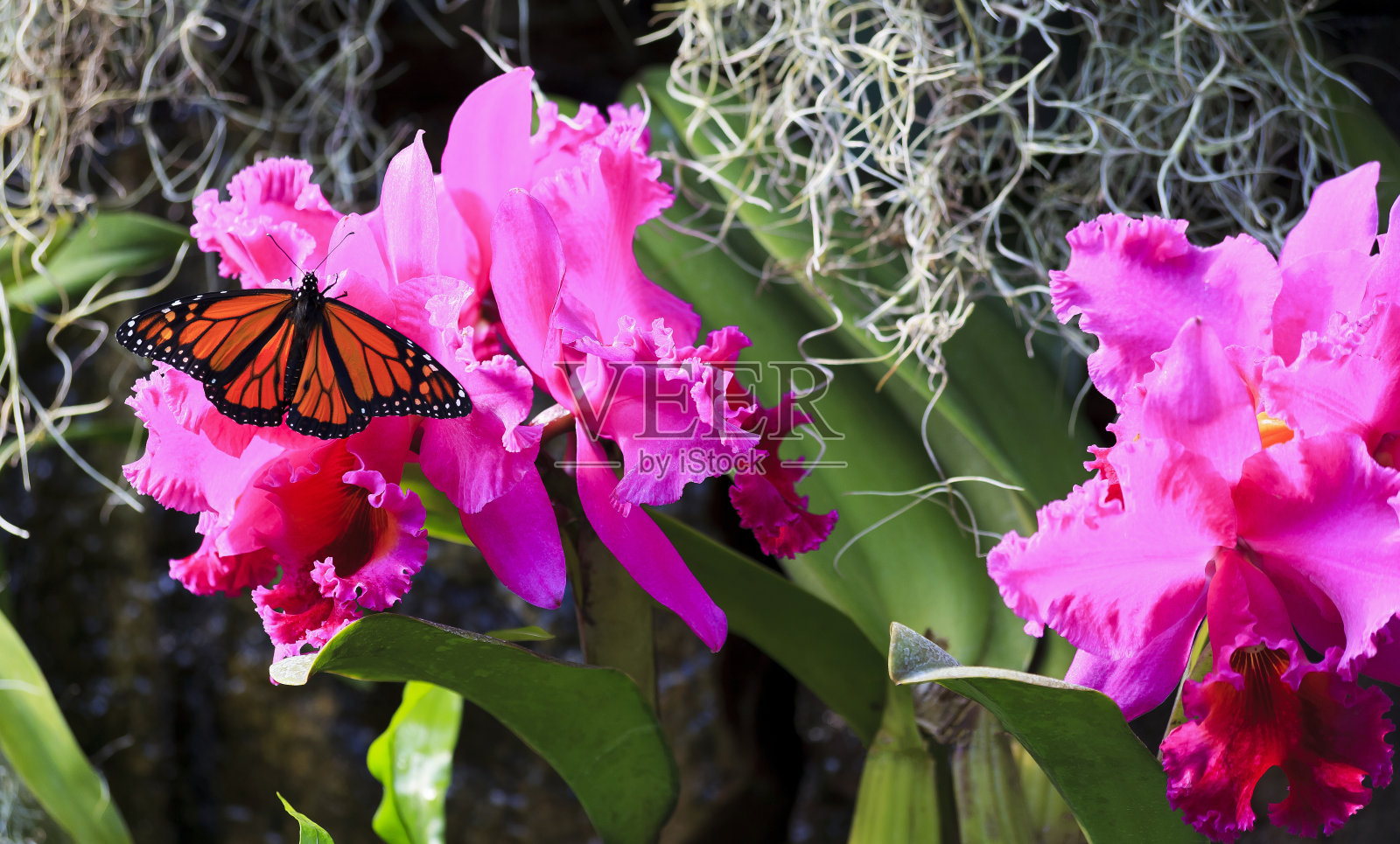 兰花上的帝王蝶照片摄影图片