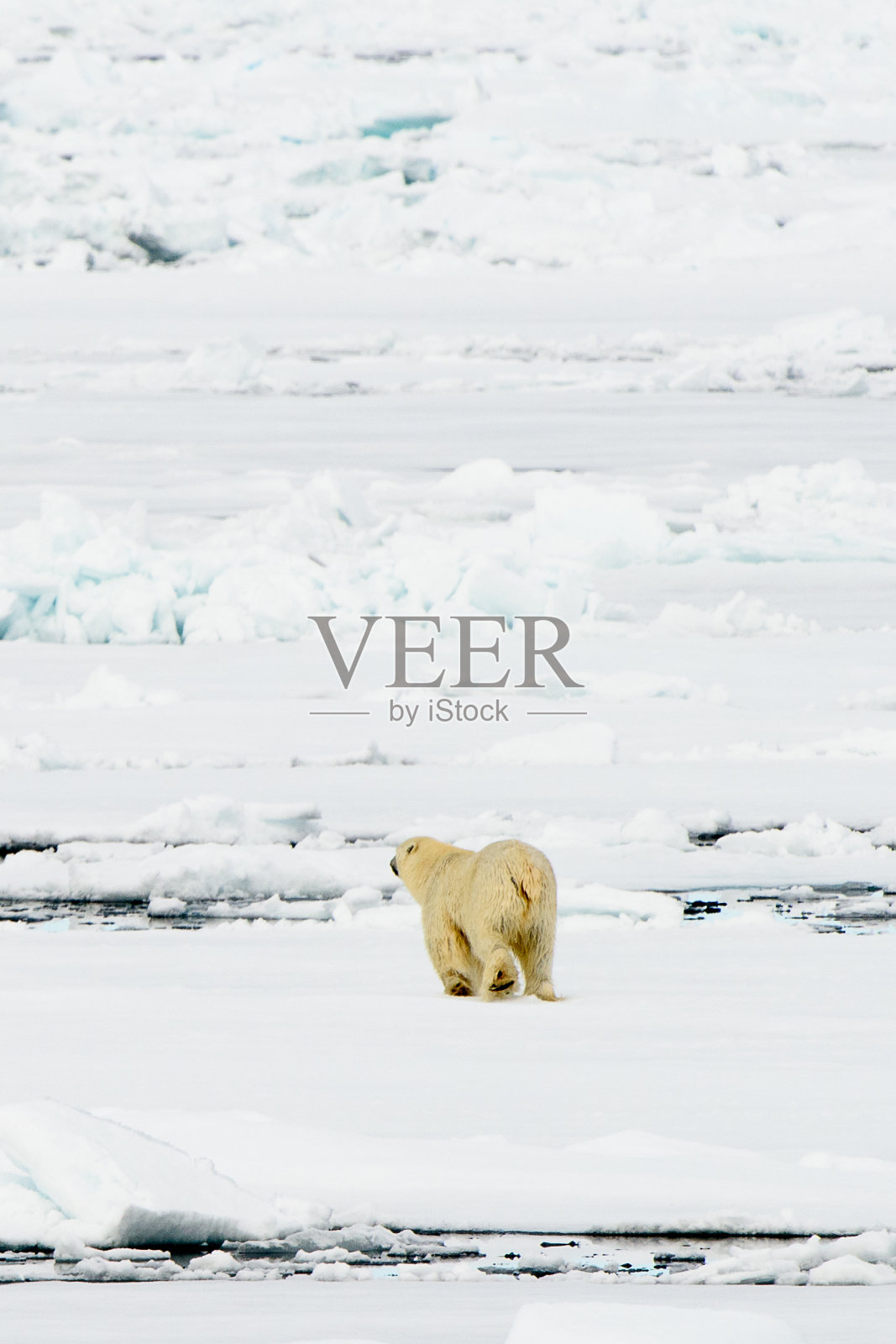 北极熊在冰上照片摄影图片