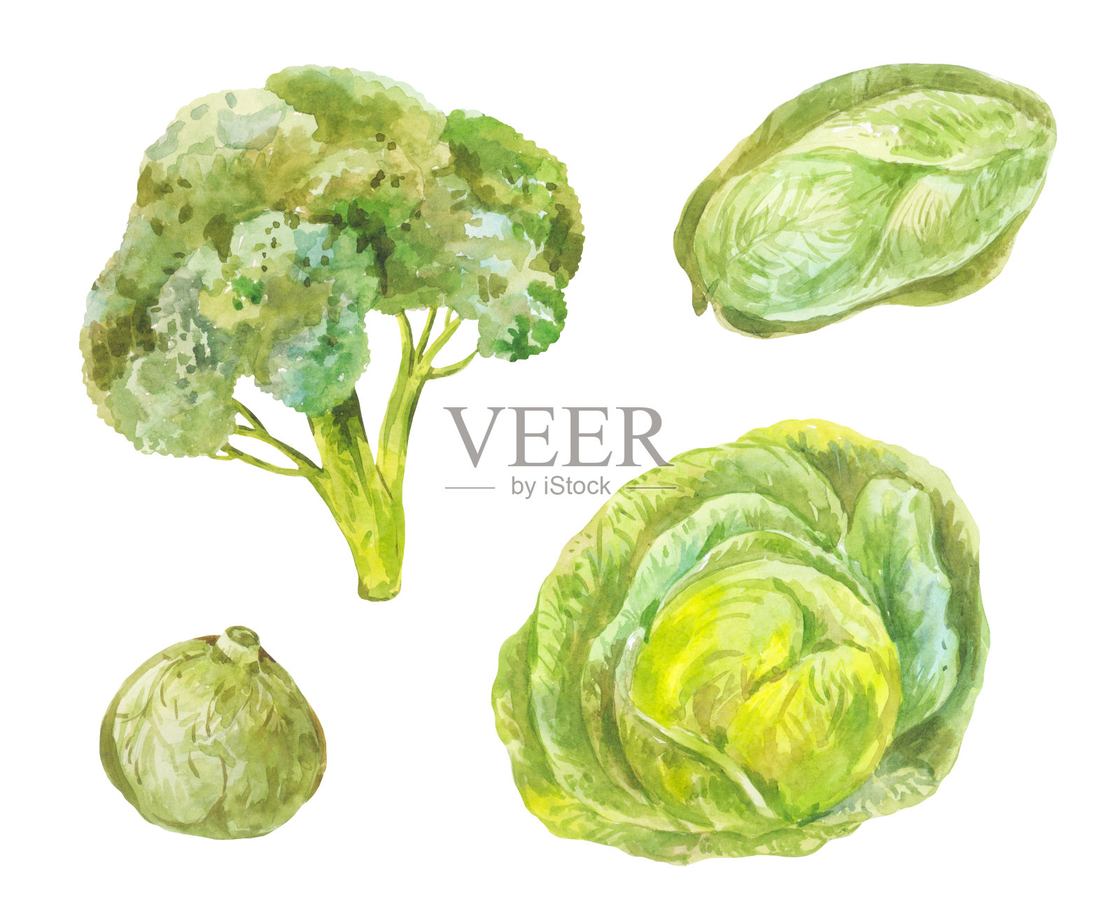 不同品种的卷心菜(北京菜、花椰菜、白菜)。水彩绿色健康食品套装插画图片素材