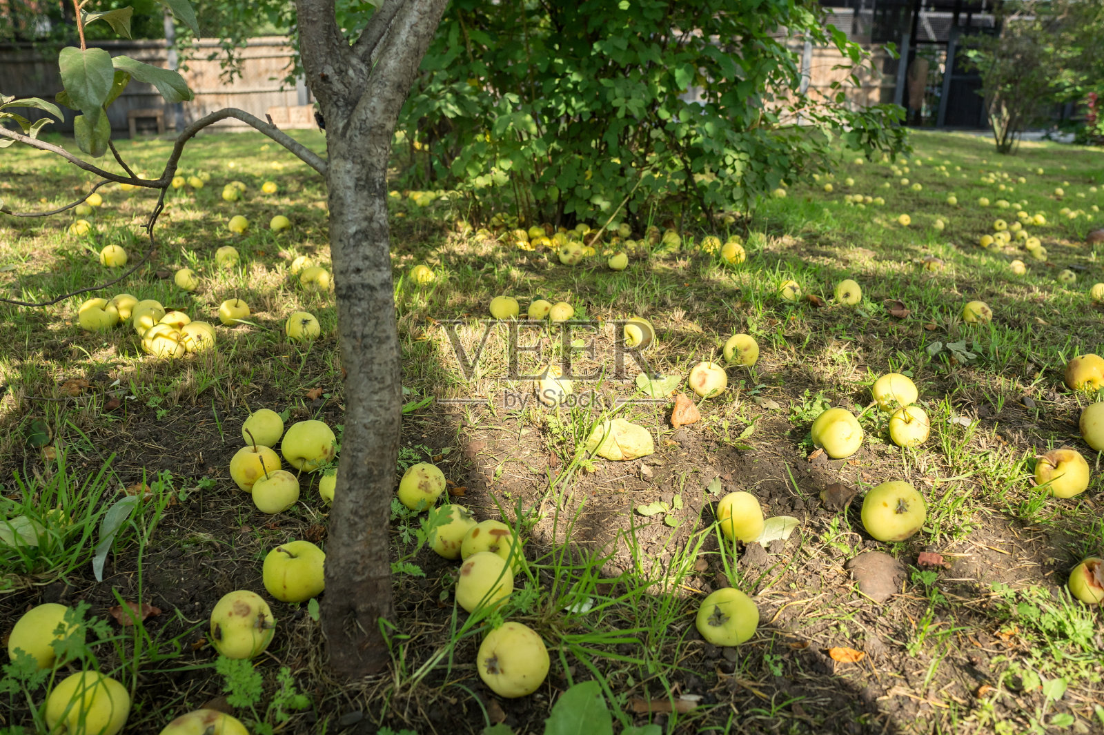 花园里的苹果树，落在地上的苹果。照片摄影图片