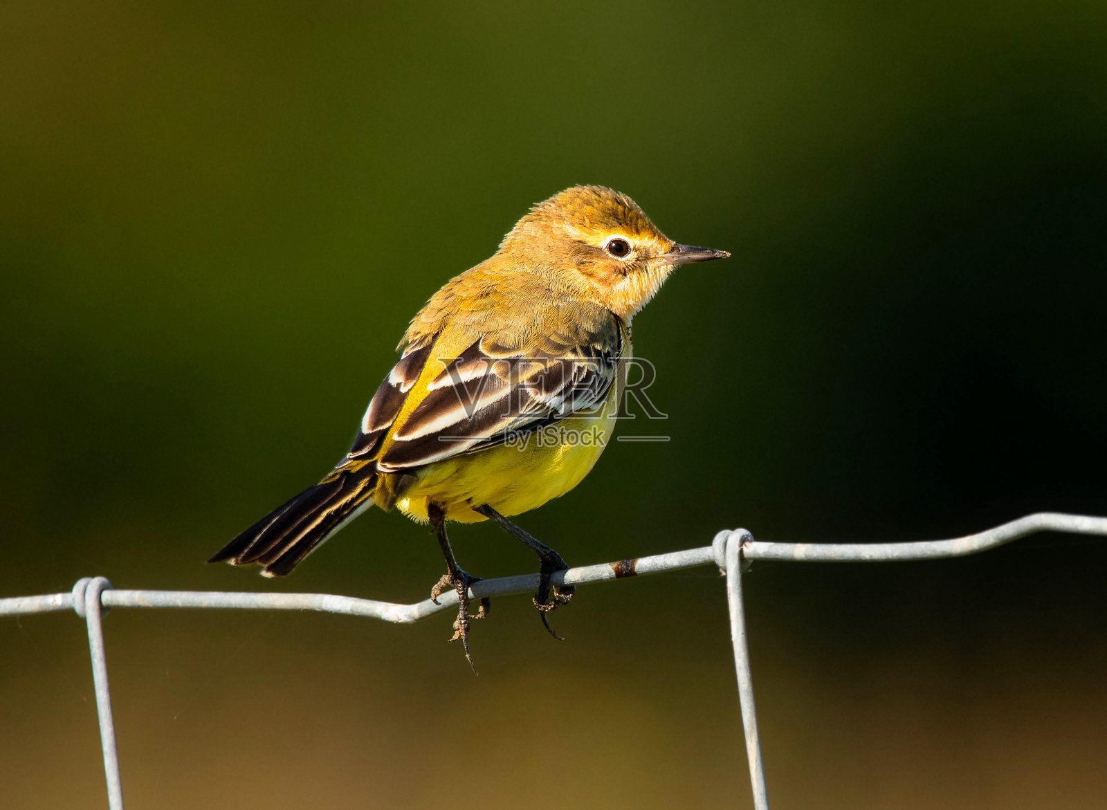 美丽的黄鹡尾小鸟近距离照片摄影图片