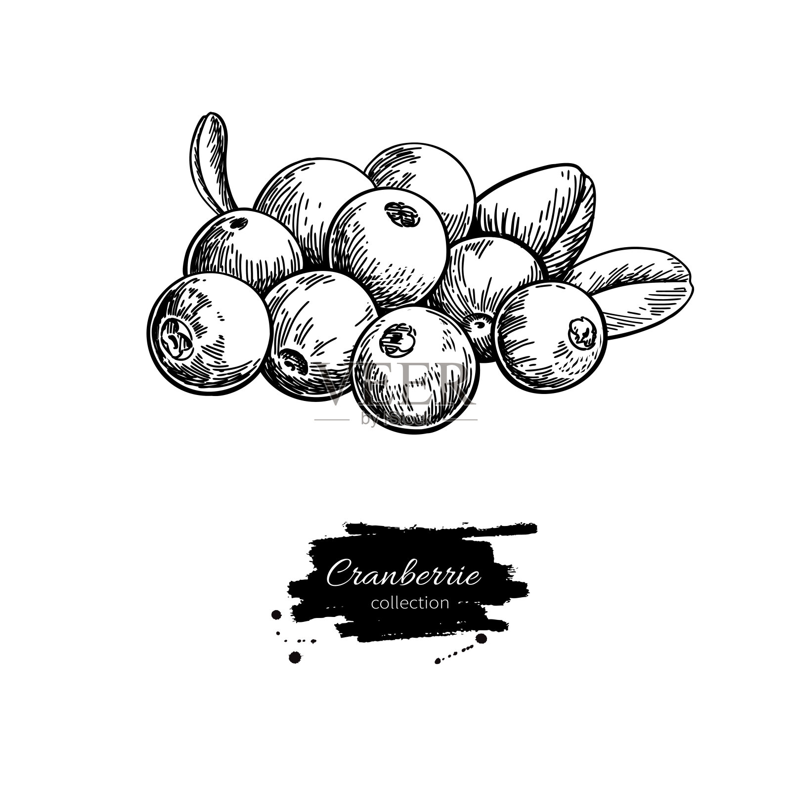 蔓越莓矢量图。孤立的浆果堆素描在白色的背景。插画图片素材