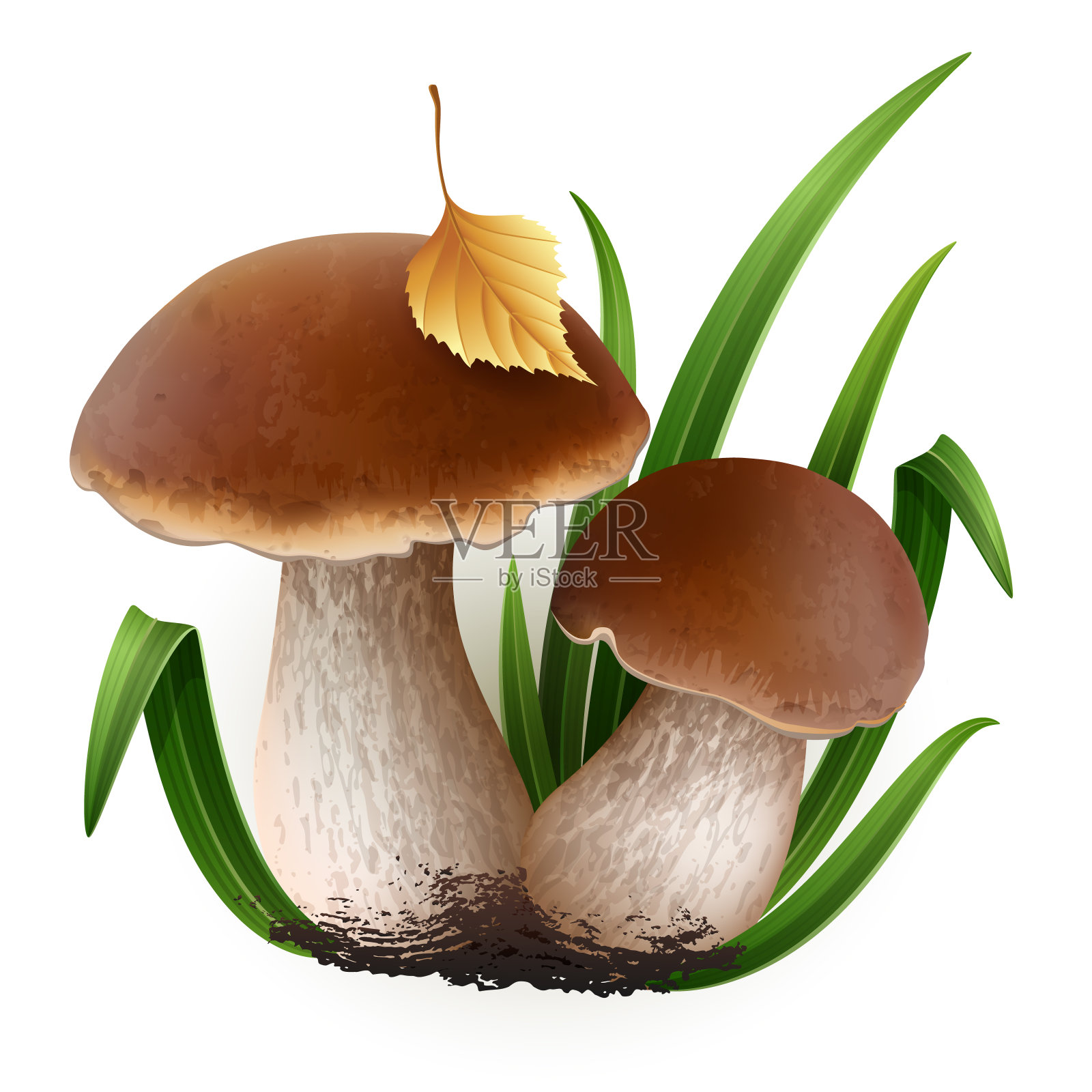 牛肝菌向量蘑菇插画图片素材
