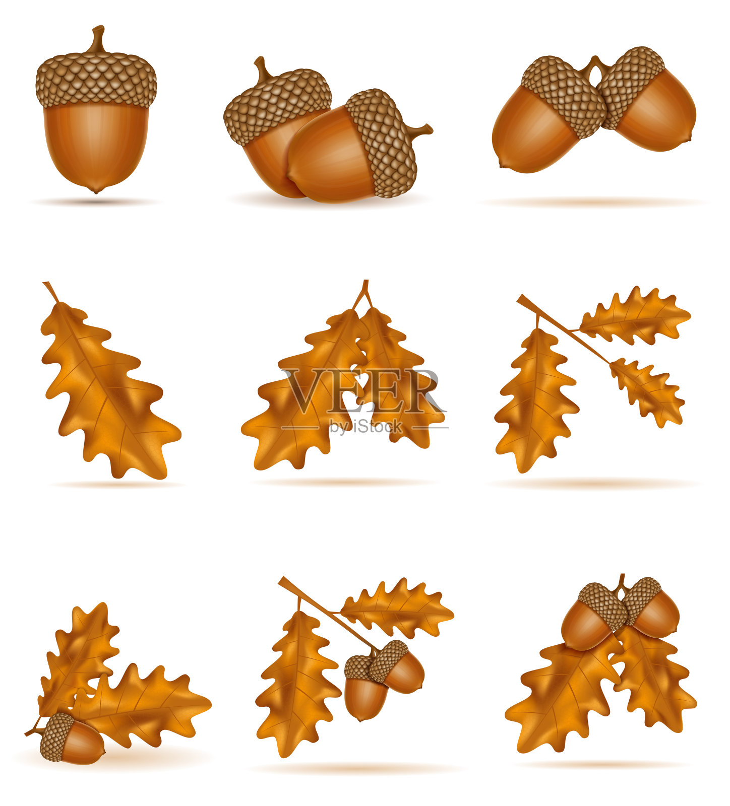 设置图标秋天橡树橡子与树叶矢量插图插画图片素材
