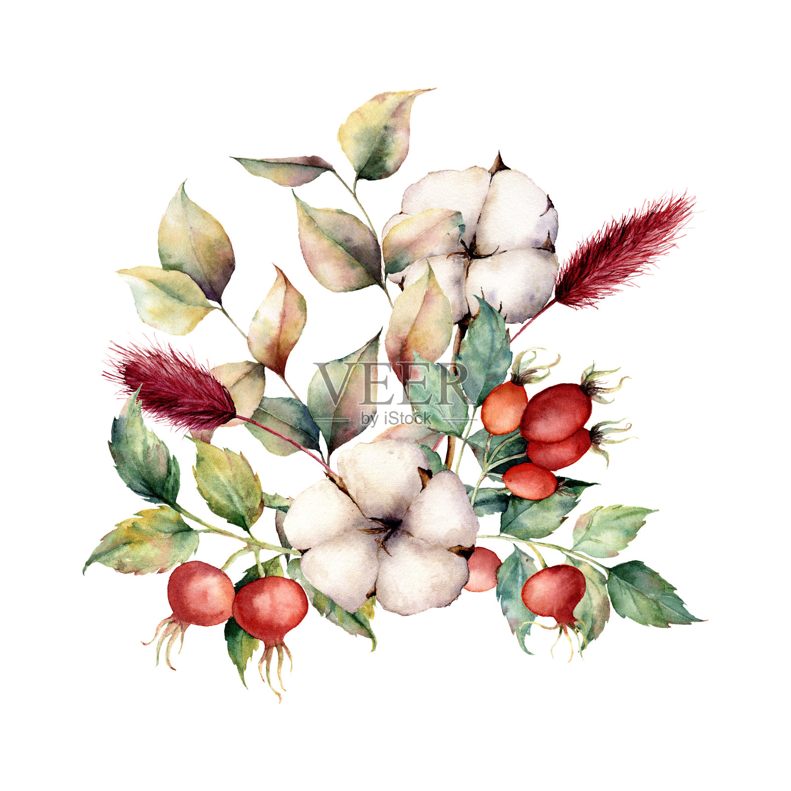 水彩秋天花束与植物。手绘的狗，棉花花，lagurus，树叶和树枝孤立在白色的背景。花插图秋季设计，印刷插画图片素材