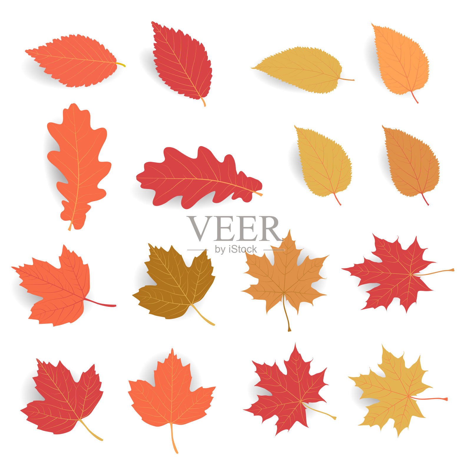 秋天的叶子包。在白色的背景上，用柔和的阴影孤立地留下秋天的平坦颜色。枫叶干用于装饰宣传横幅和印刷设计。矢量插图。插画图片素材