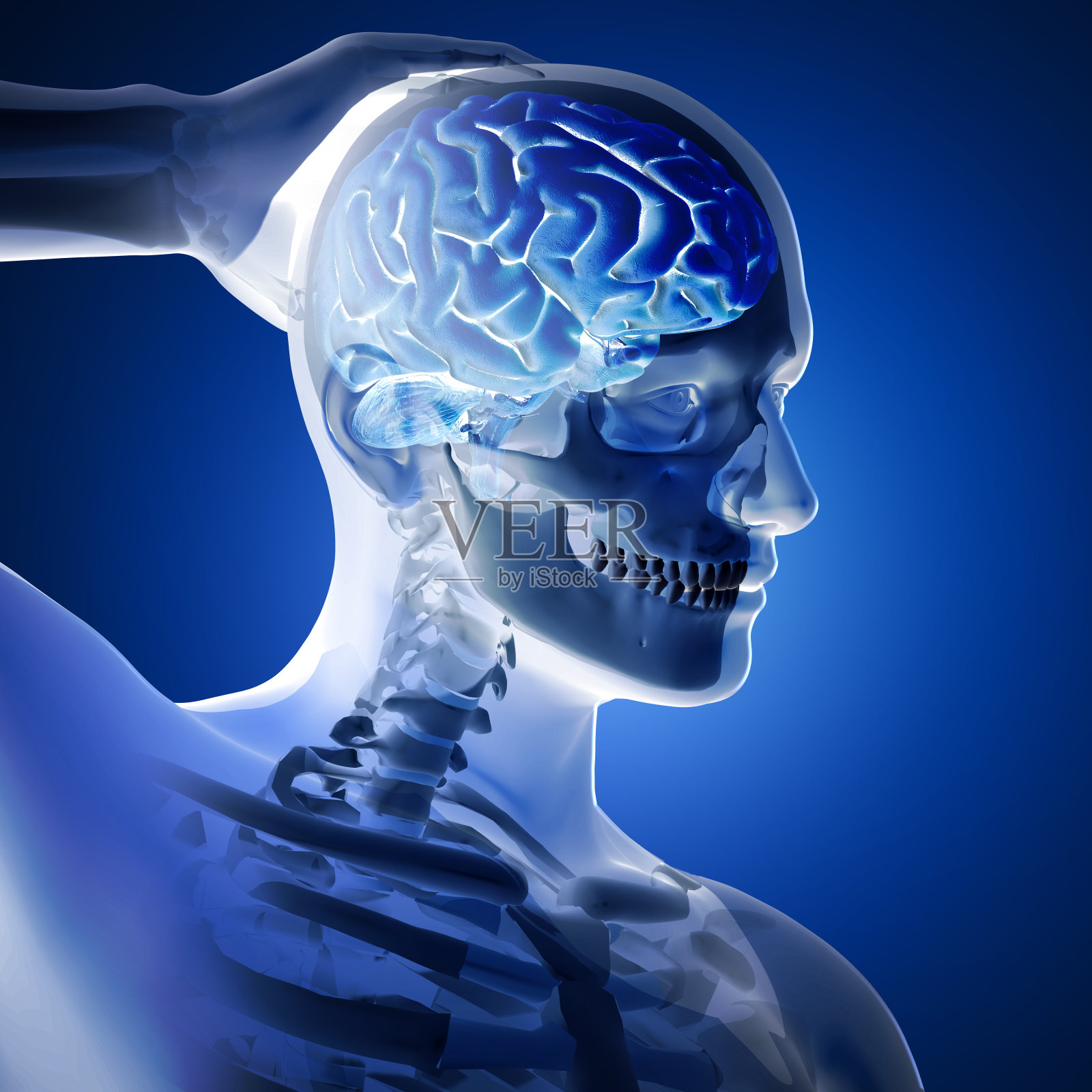 一个医疗数字的3D渲染与大脑突出的蓝色背景照片摄影图片