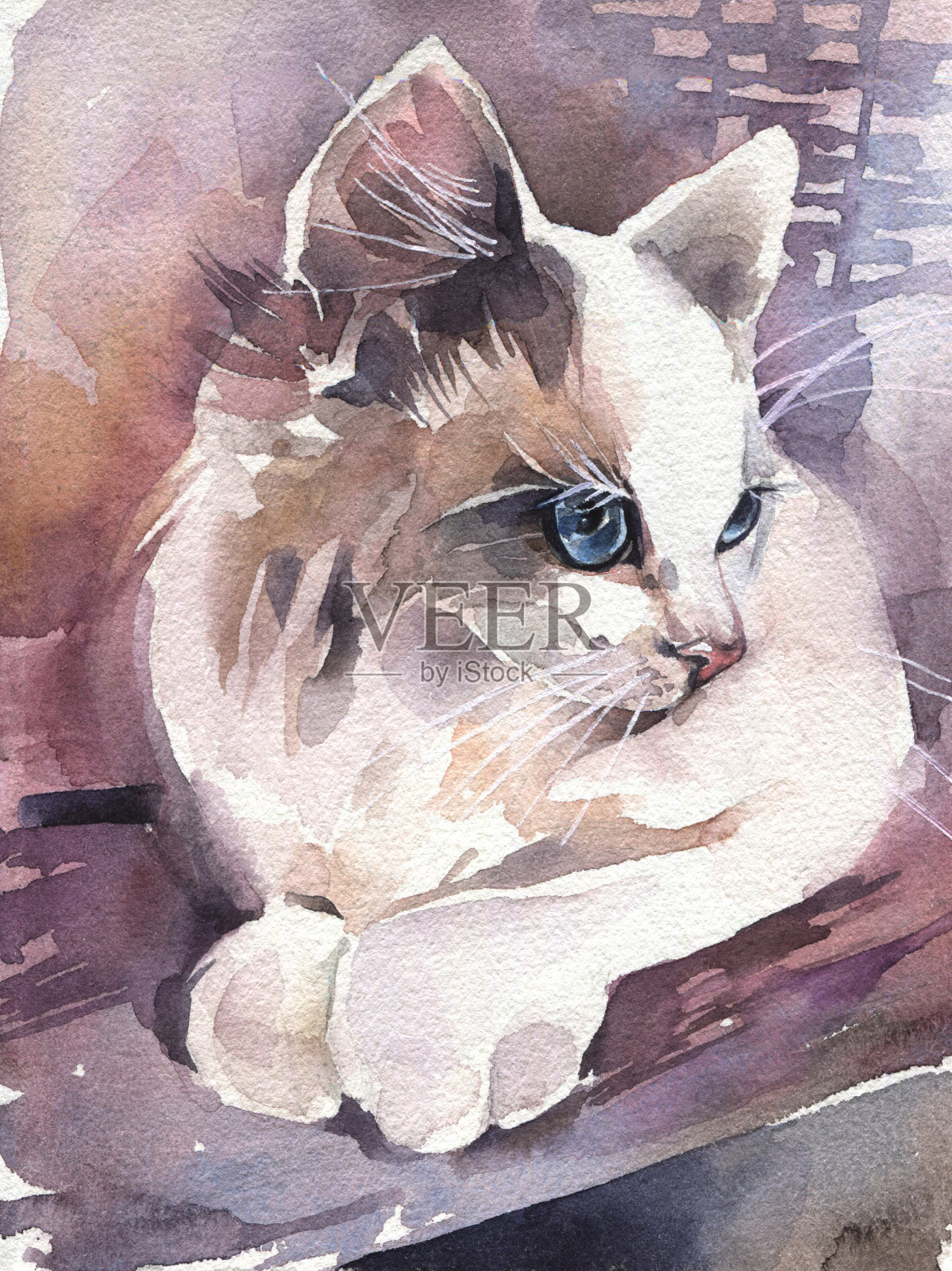 水彩插图。蓝眼睛的白猫。插画图片素材