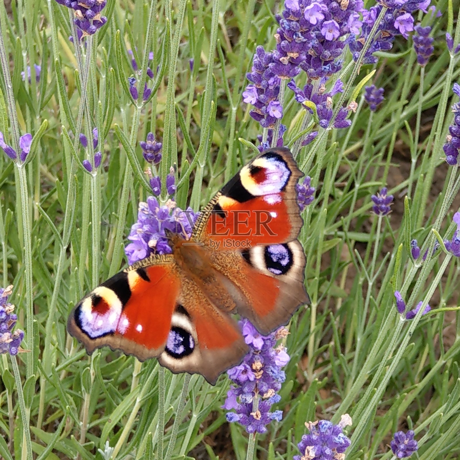 草地上的欧洲孔雀-蝴蝶照片摄影图片