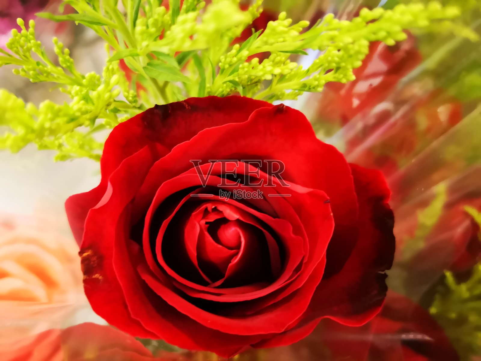 玫瑰是美丽的礼物照片摄影图片