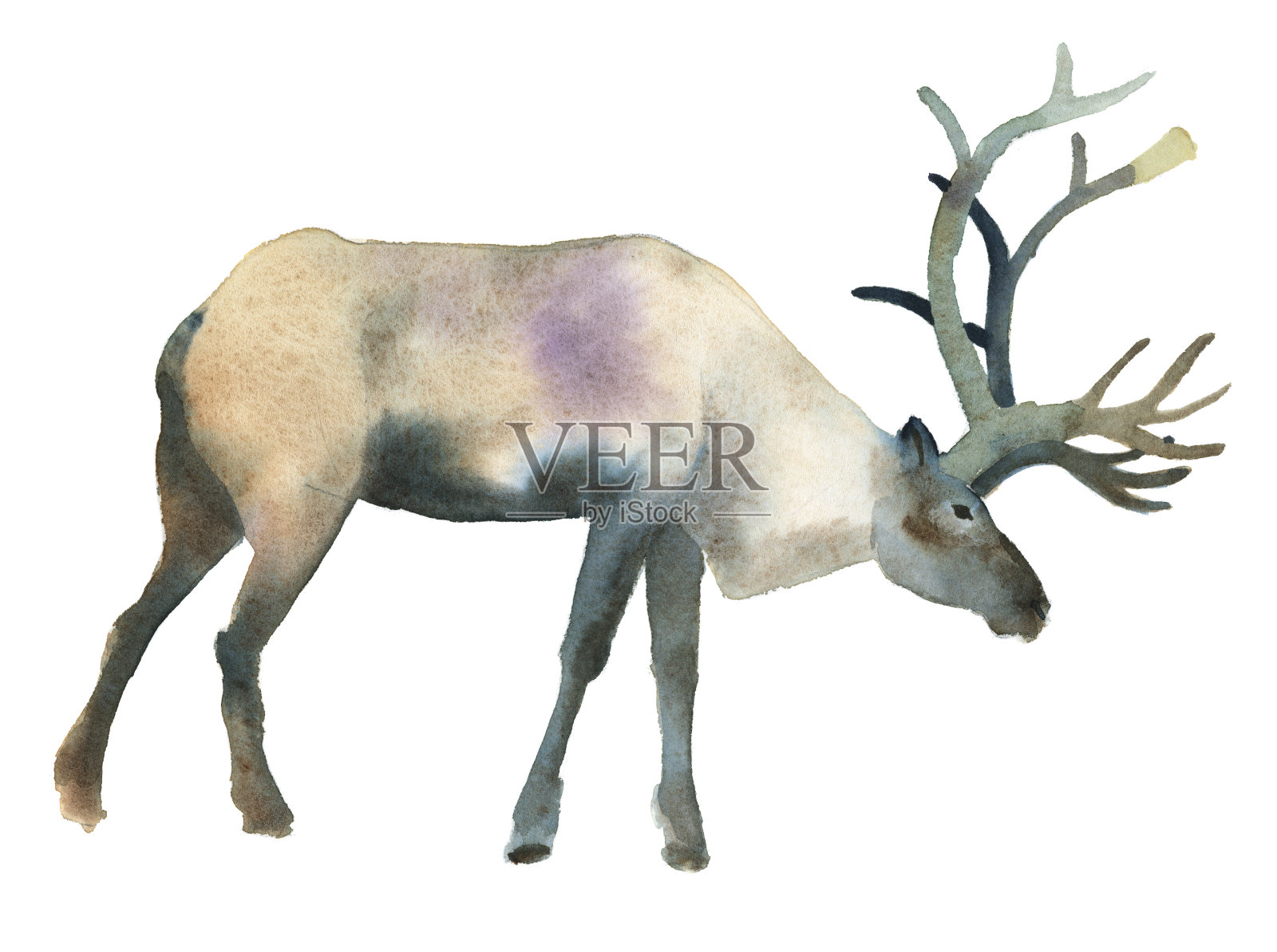 水彩插图孤立的白色背景。一只棕色的鹿站着。飞溅素描野生森林北部动物插画图片素材
