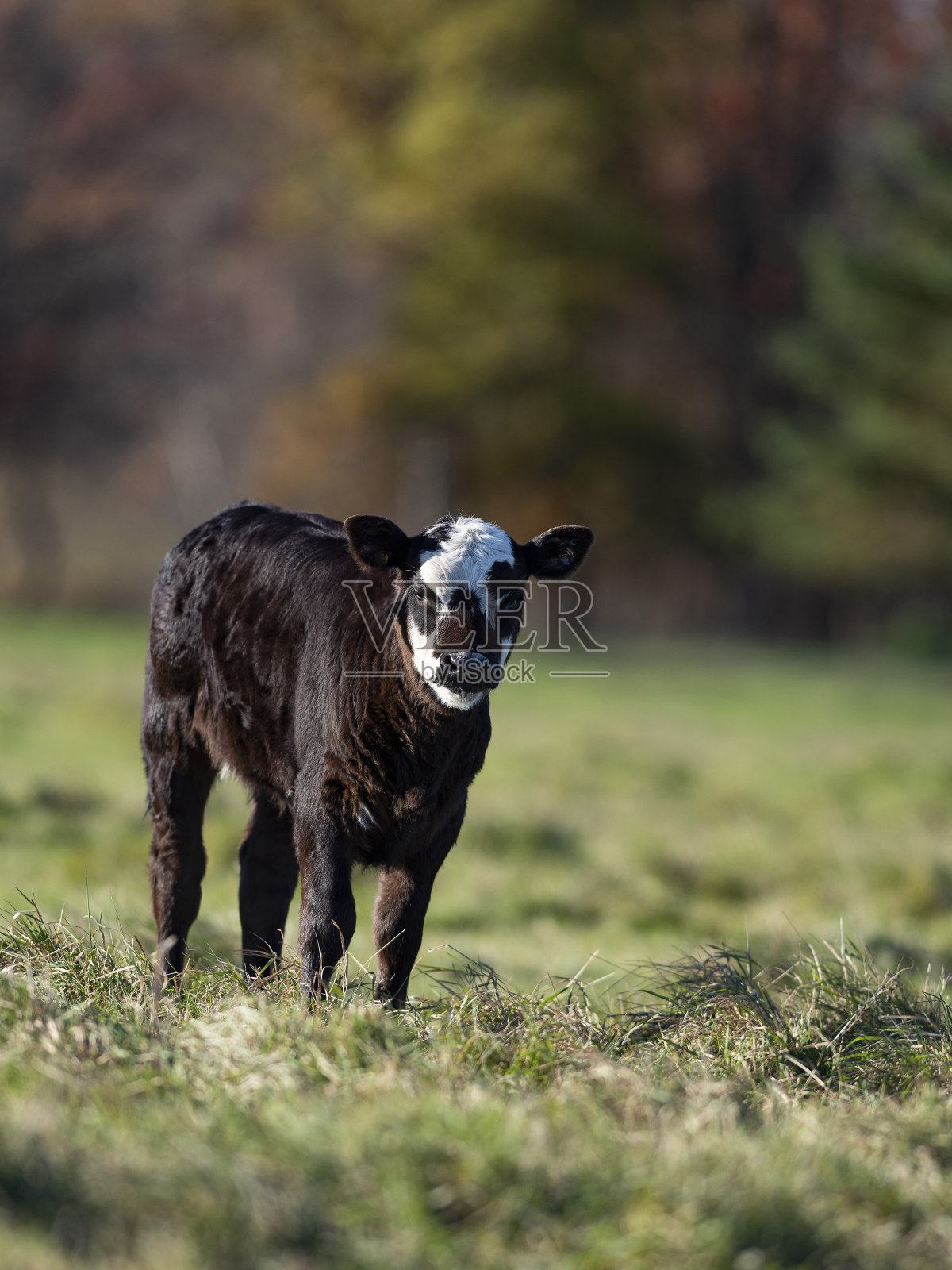 牧场上的黑安格斯小牛犊照片摄影图片