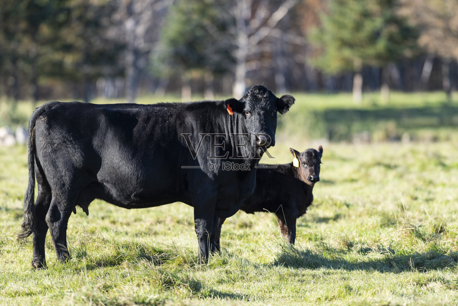 黑色安格斯母牛和她的小牛照片摄影图片