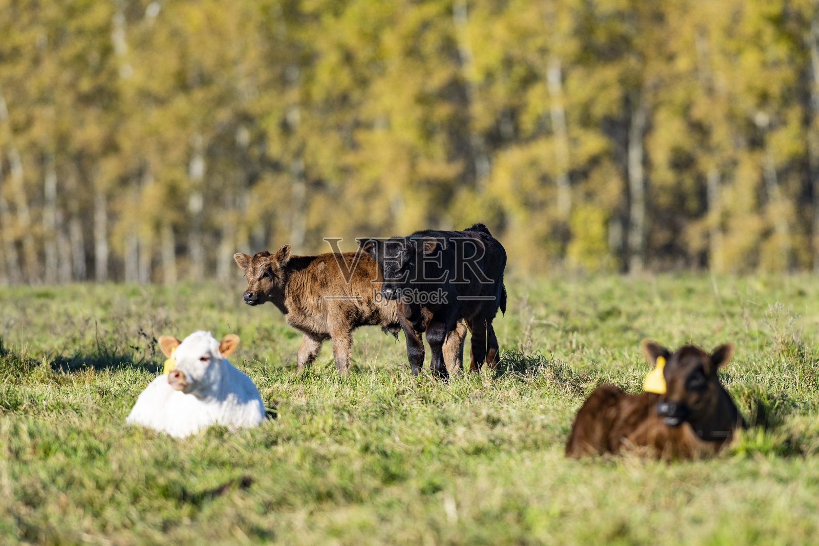 在明尼苏达州一个农场的牧场上，肉牛正在犊牛照片摄影图片