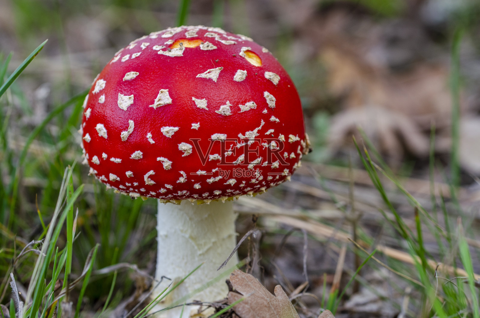 自然界中一种毒蘑菇的特写照片照片摄影图片
