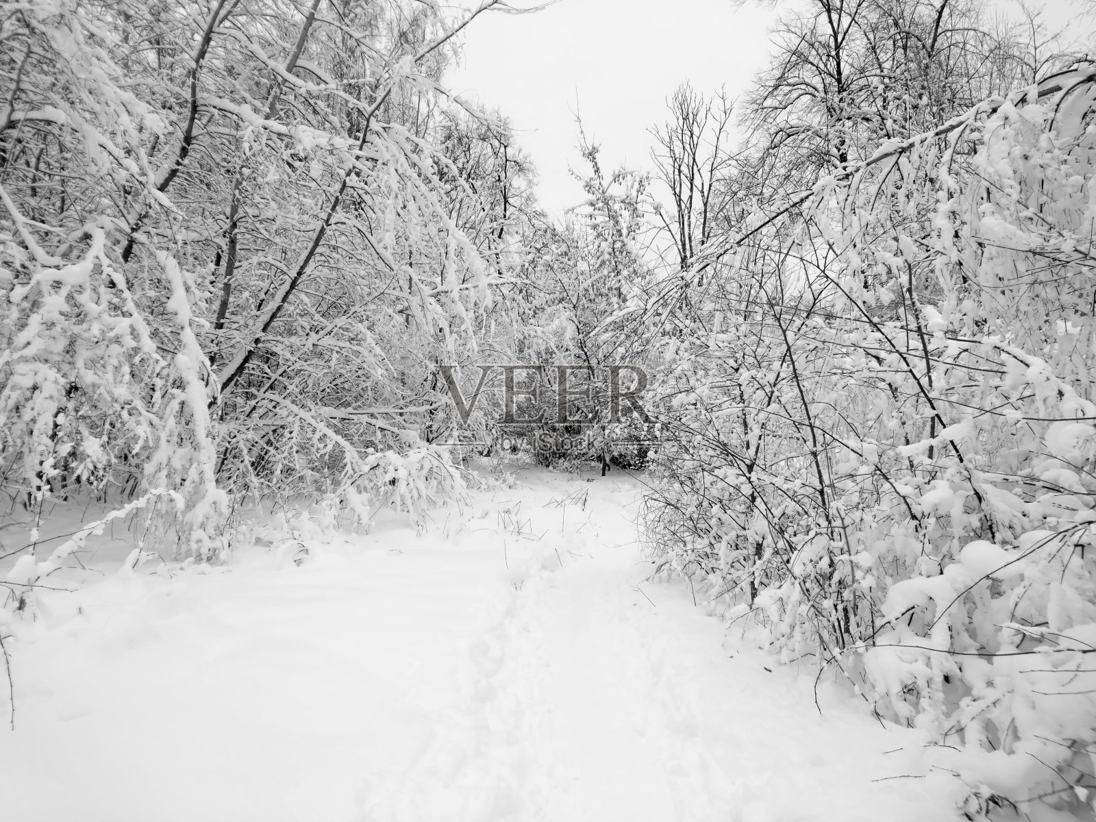 大自然美丽的冬季景观照片摄影图片