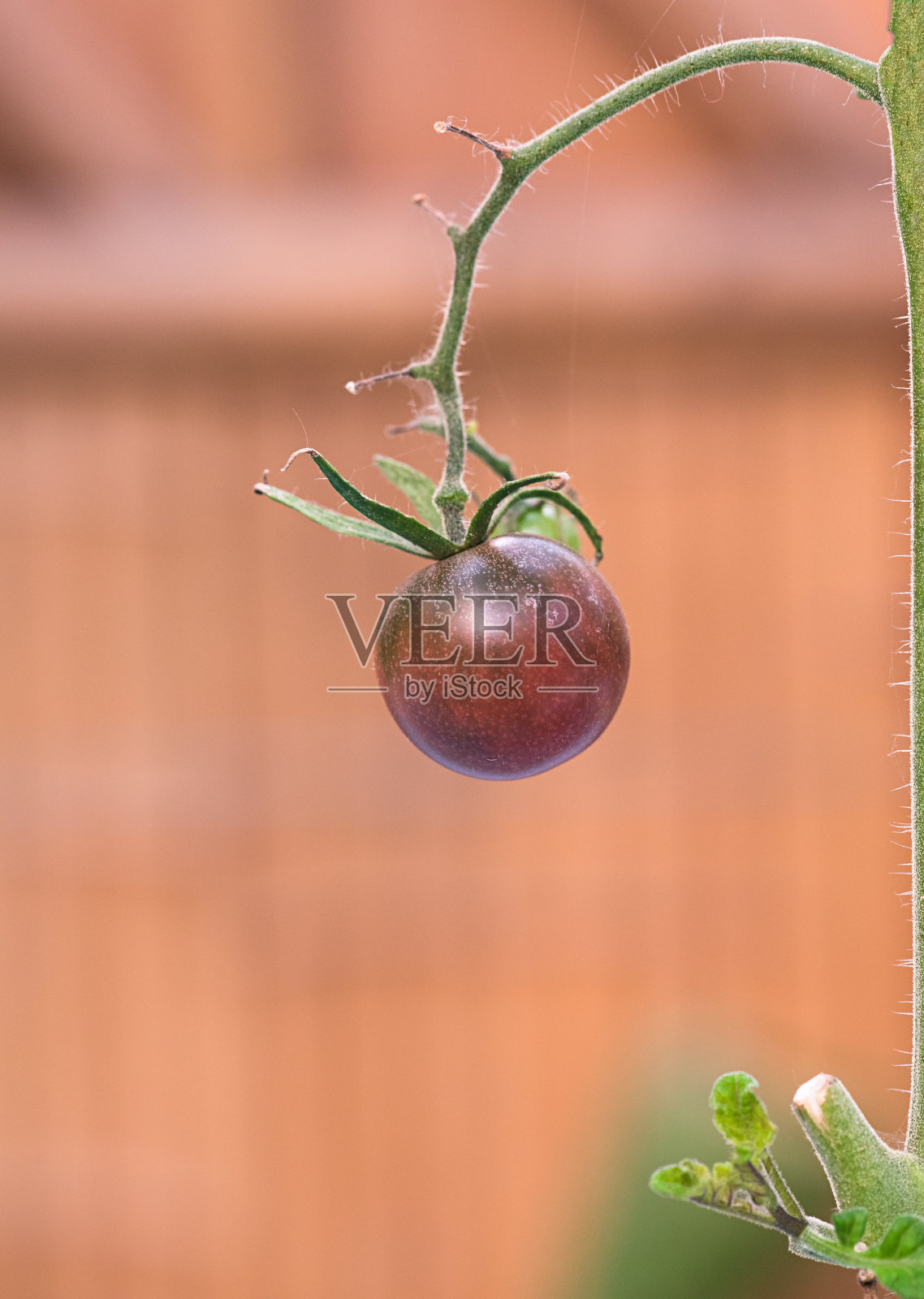 种植的小番茄照片摄影图片