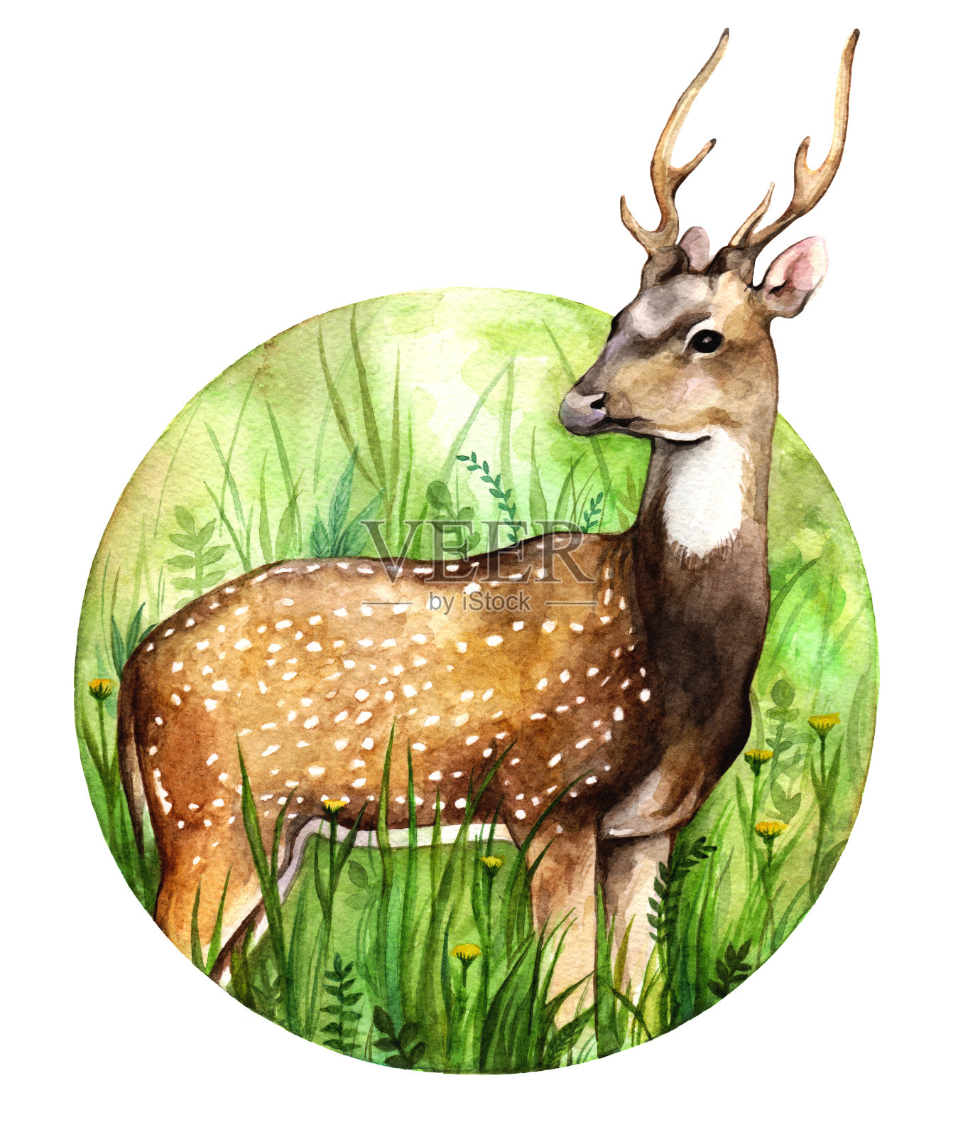森林里的梅花鹿。白色背景上的圆形插图插画图片素材