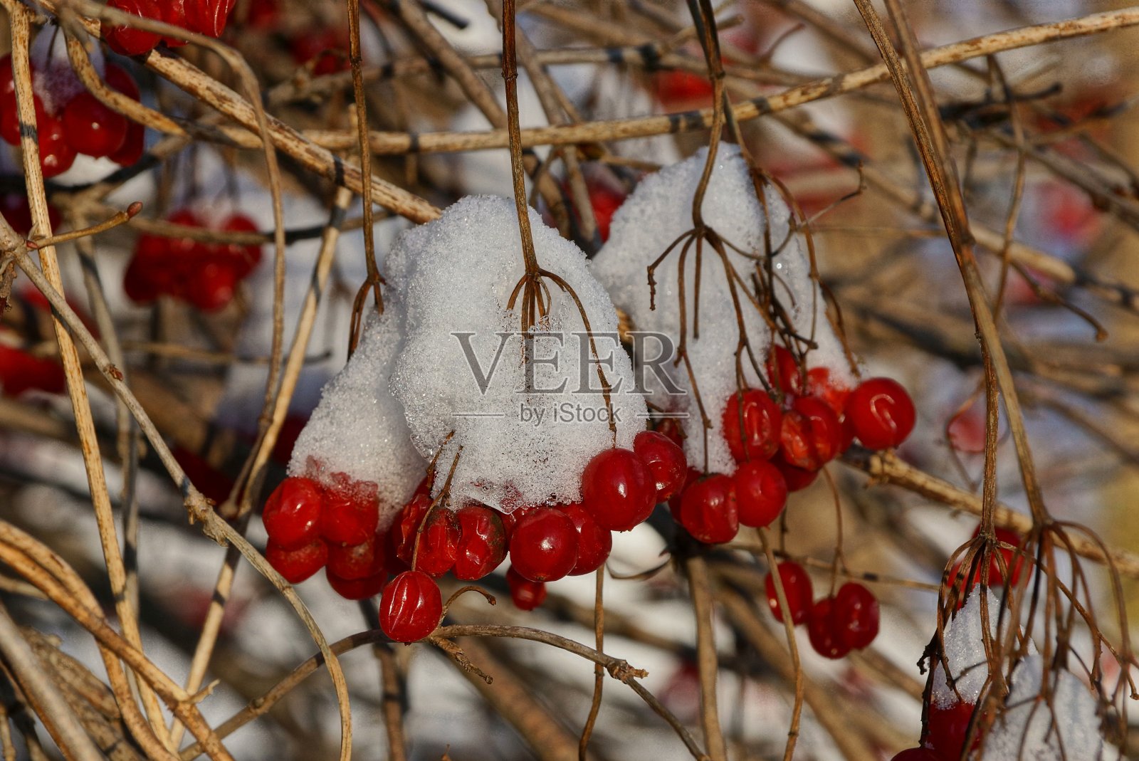 白雪皑皑的树枝上挂着红色的荚蒾浆果照片摄影图片