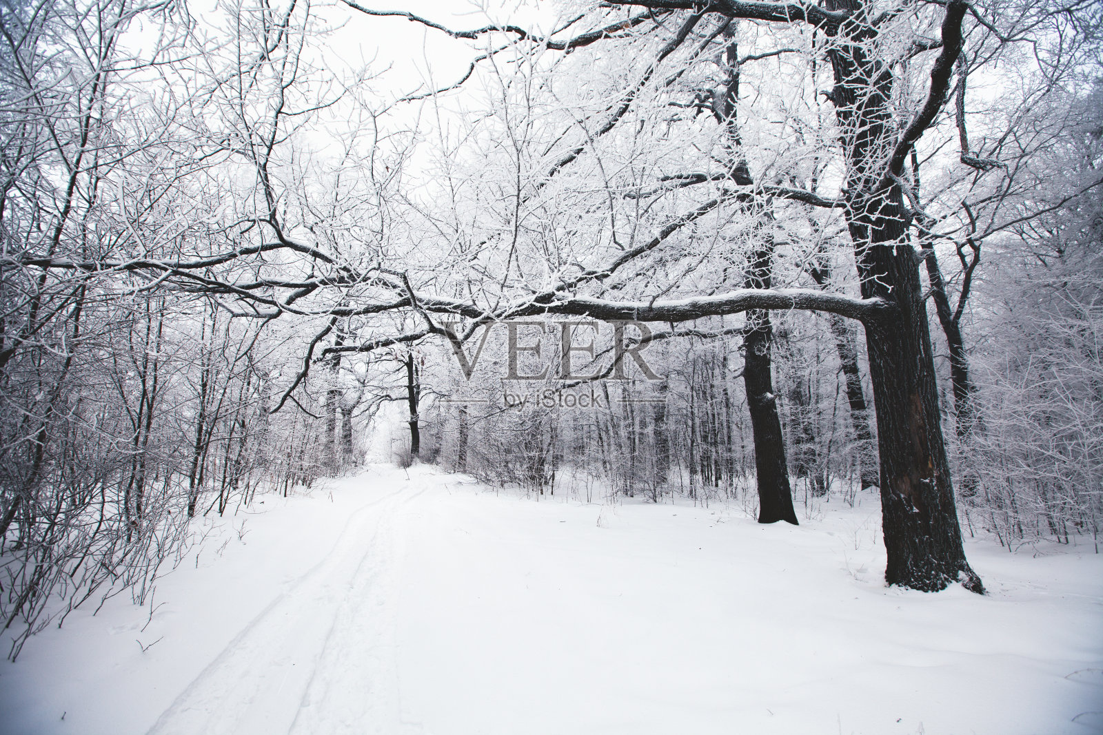 冬天森林里的树被雪覆盖着照片摄影图片