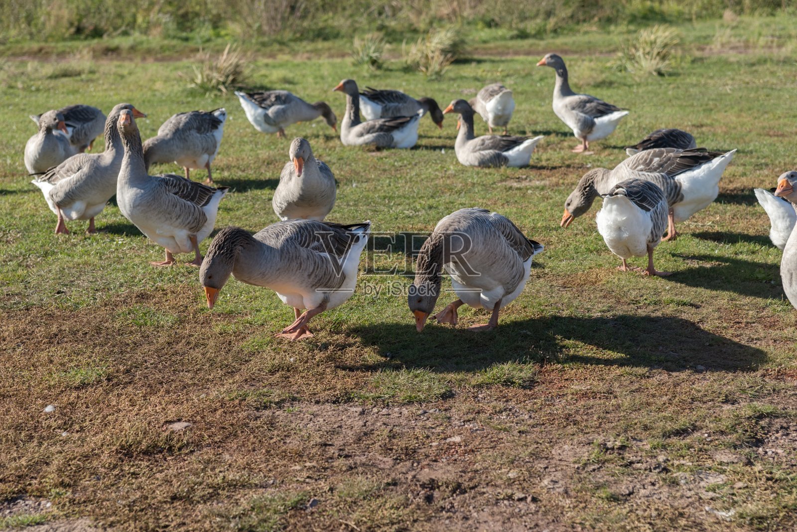 一群杂色的家鹅在村边的秋日草坪上吃草。照片摄影图片